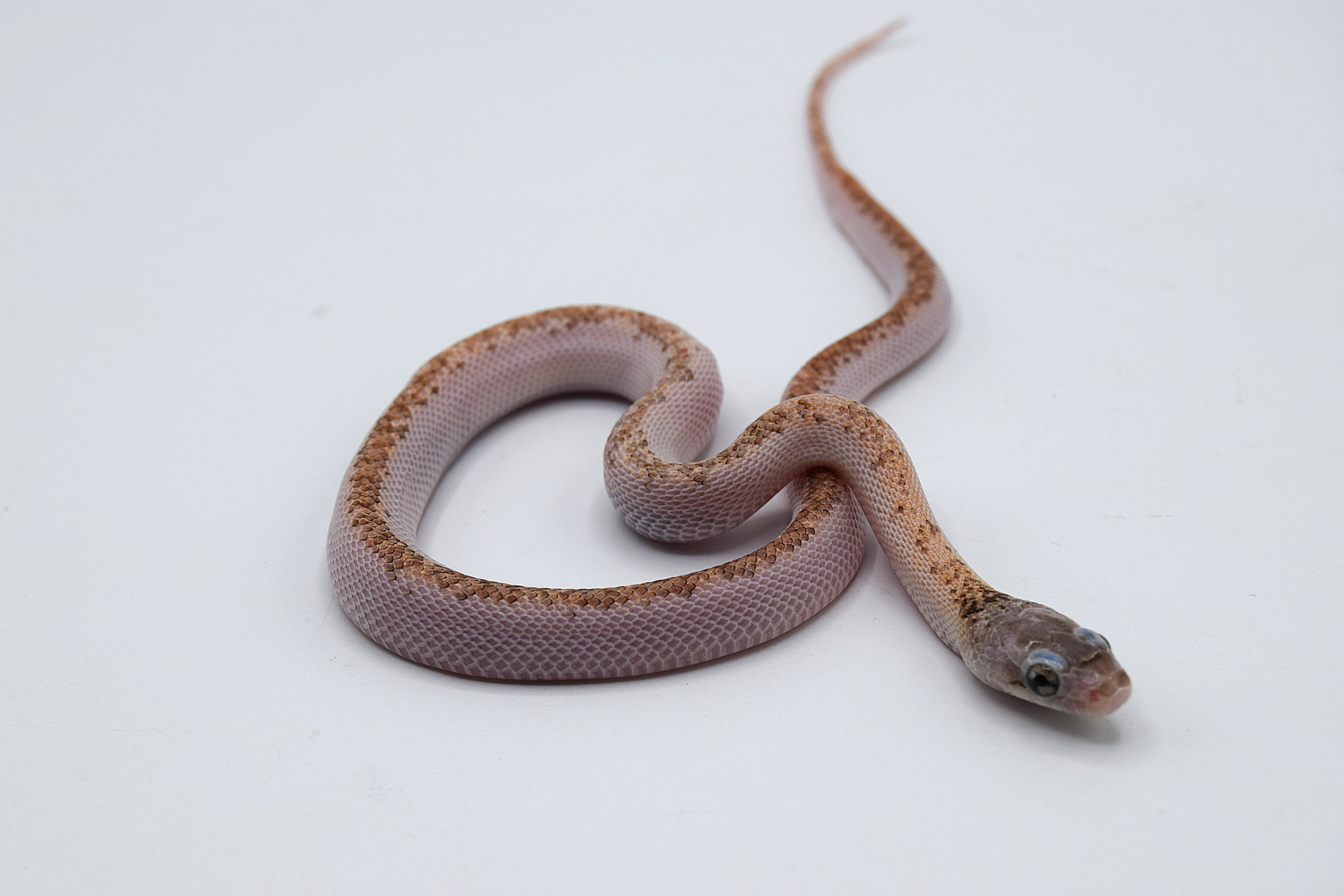licorice het albinos