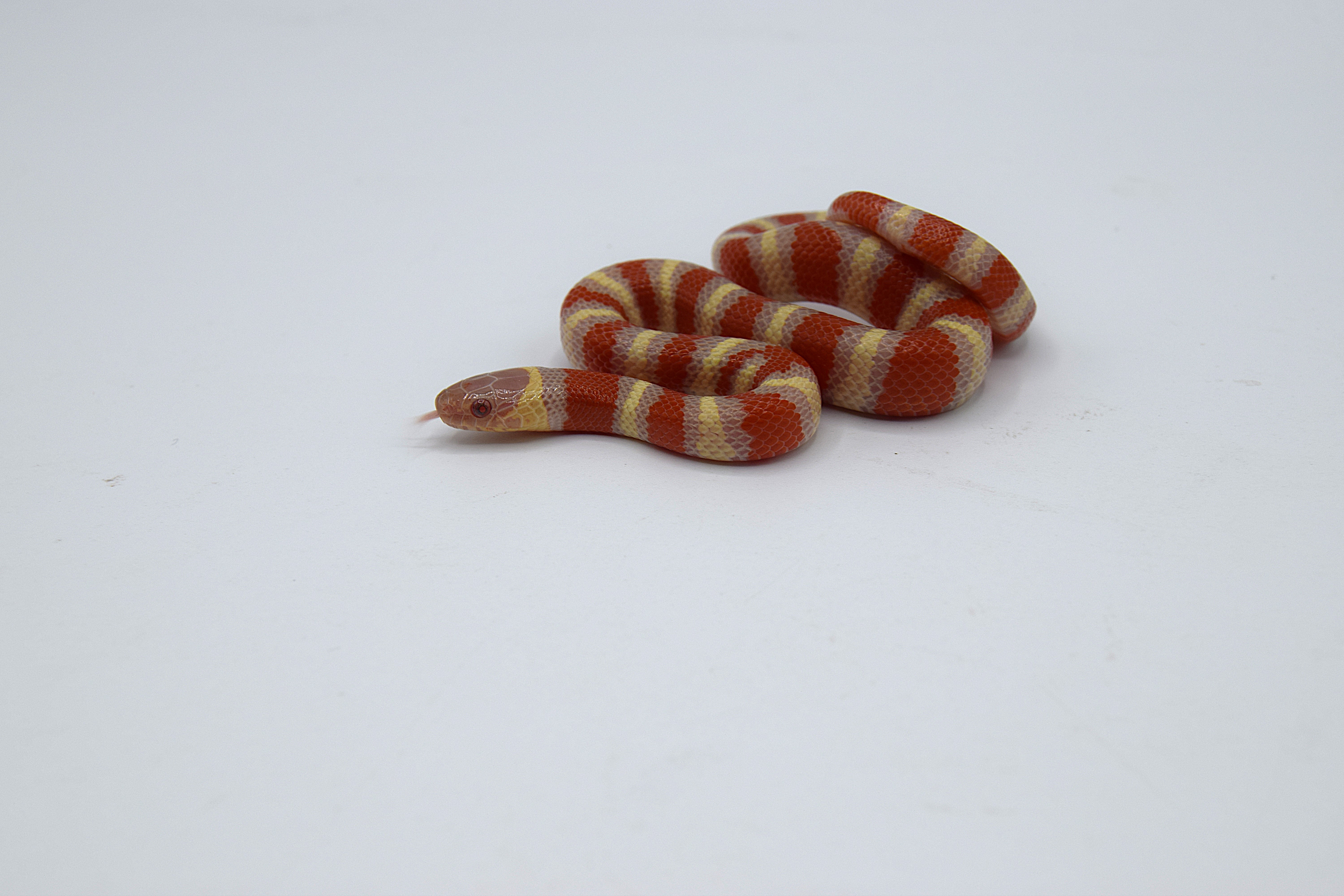 Lampropeltis ruthveni albinos