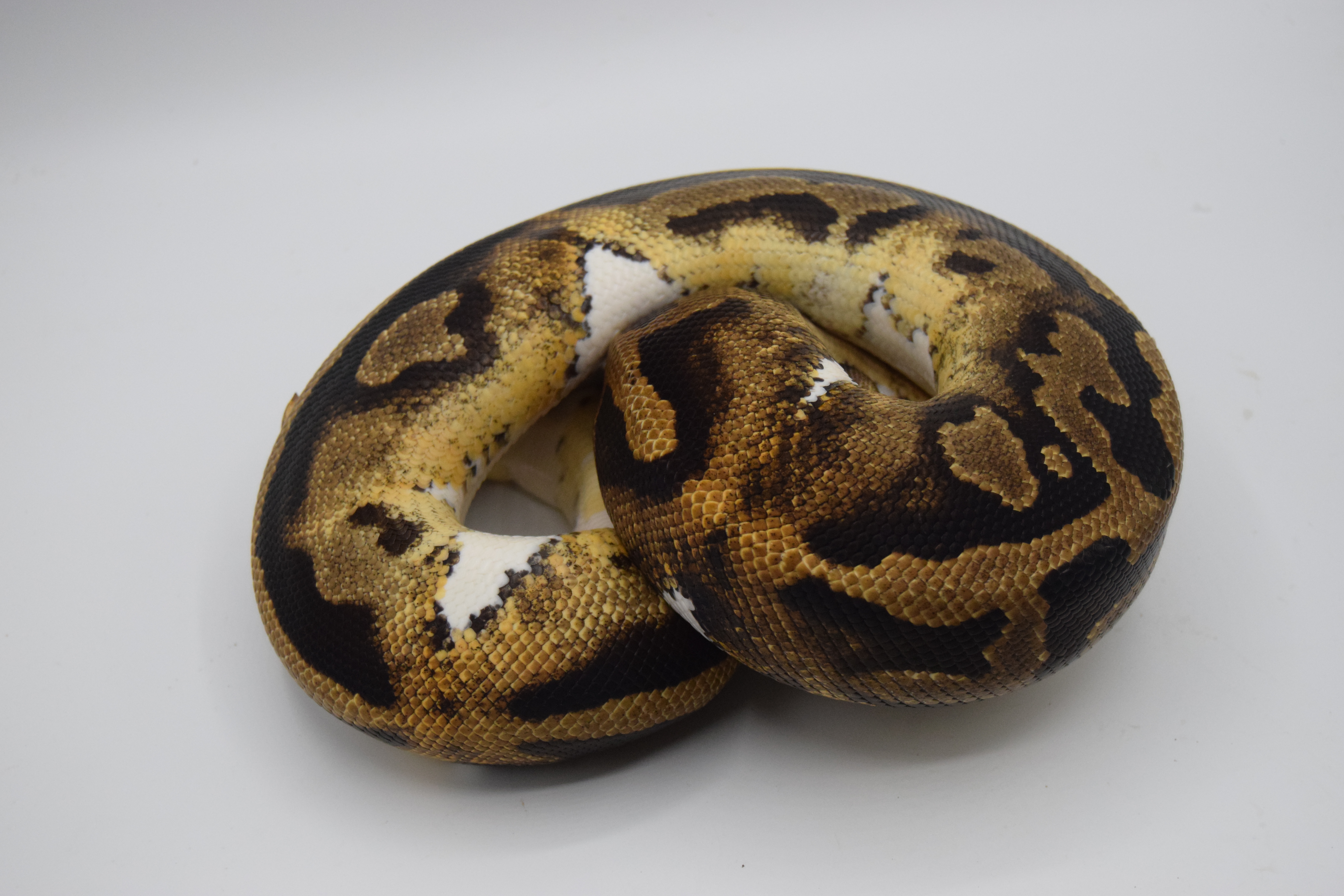 Piebald 66% het monarch 