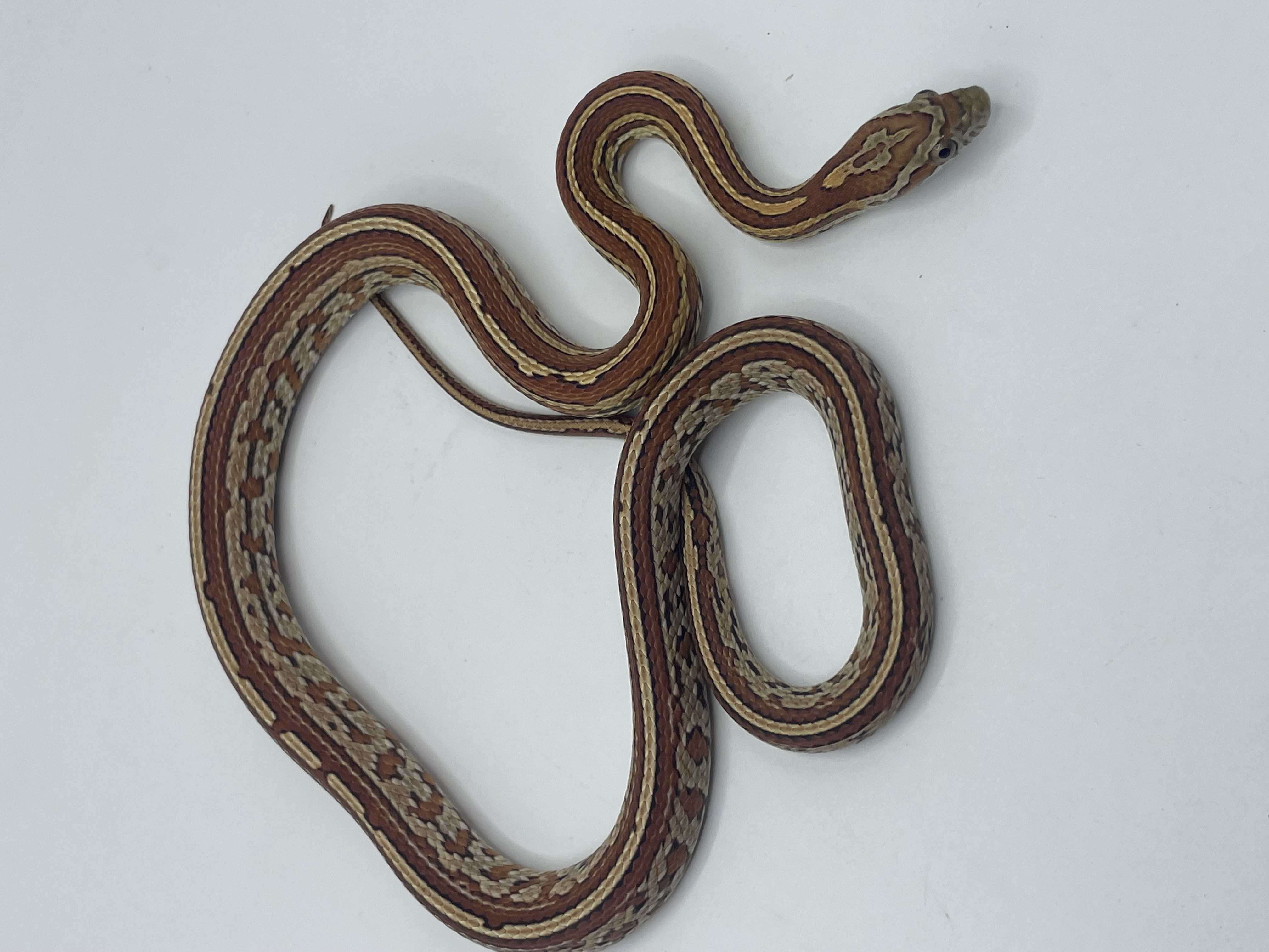 Tessera het snow  scaleless