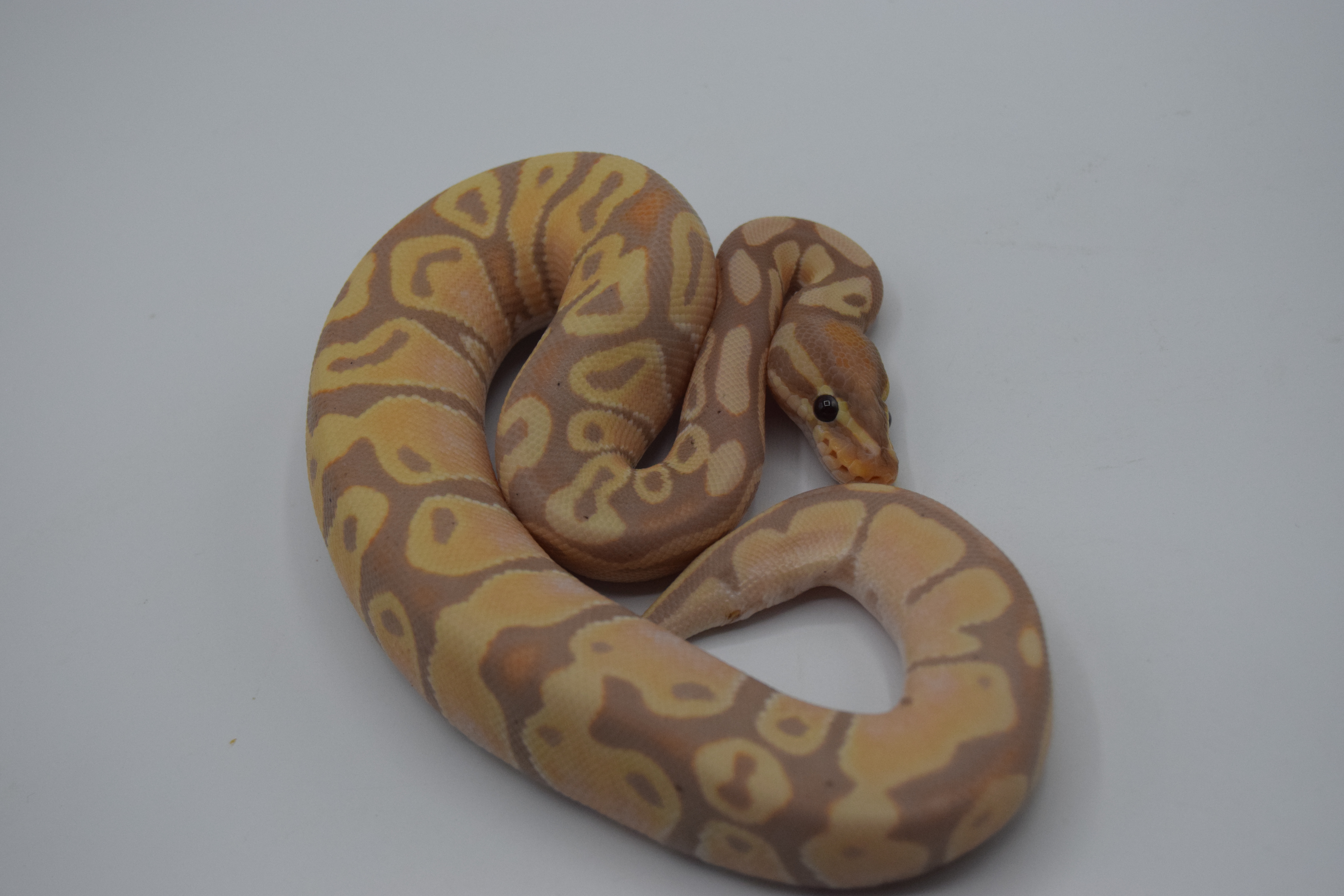 Banana poss orange dream het albinos