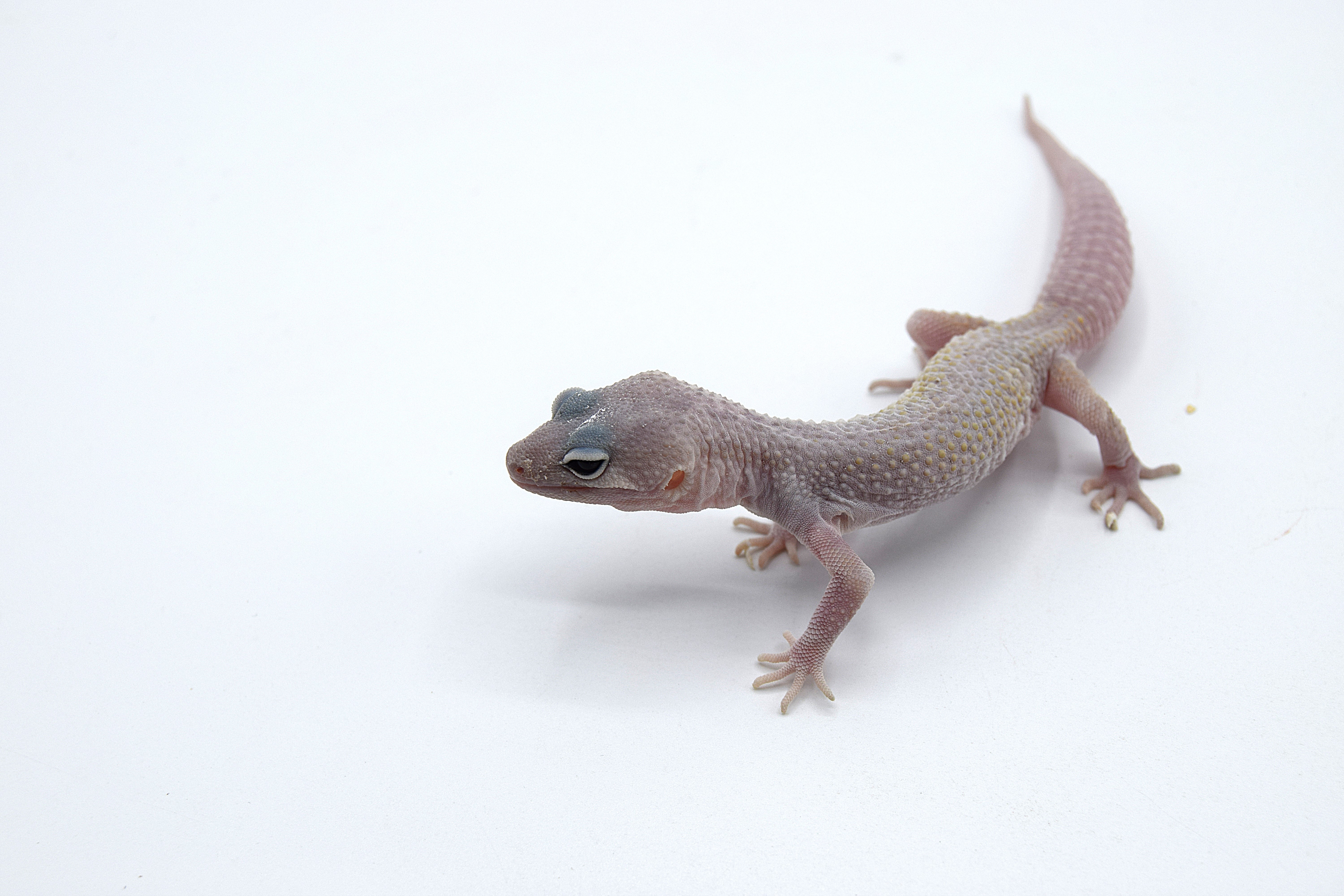 Gecko léopard