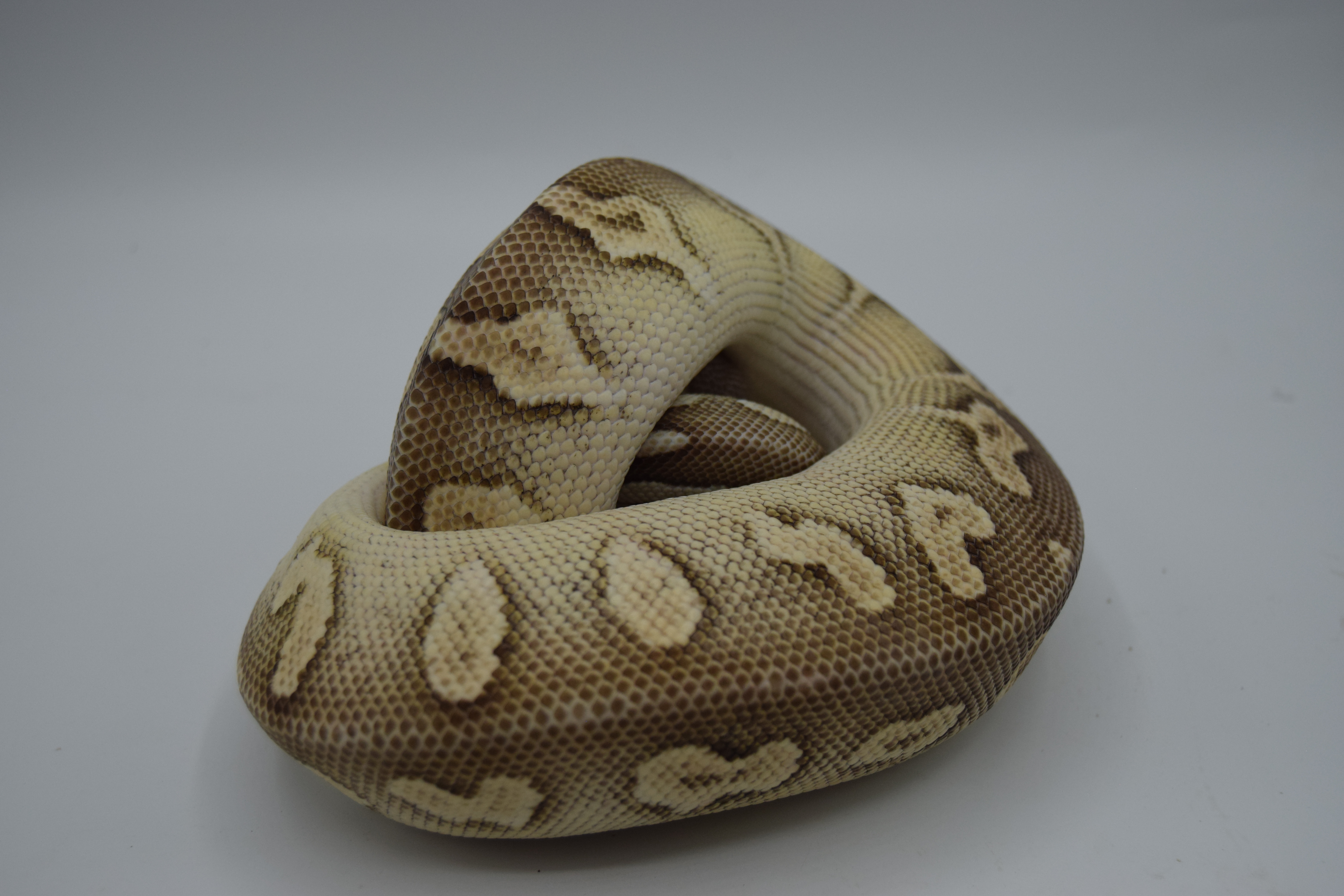 Black head butter pastel het hypo