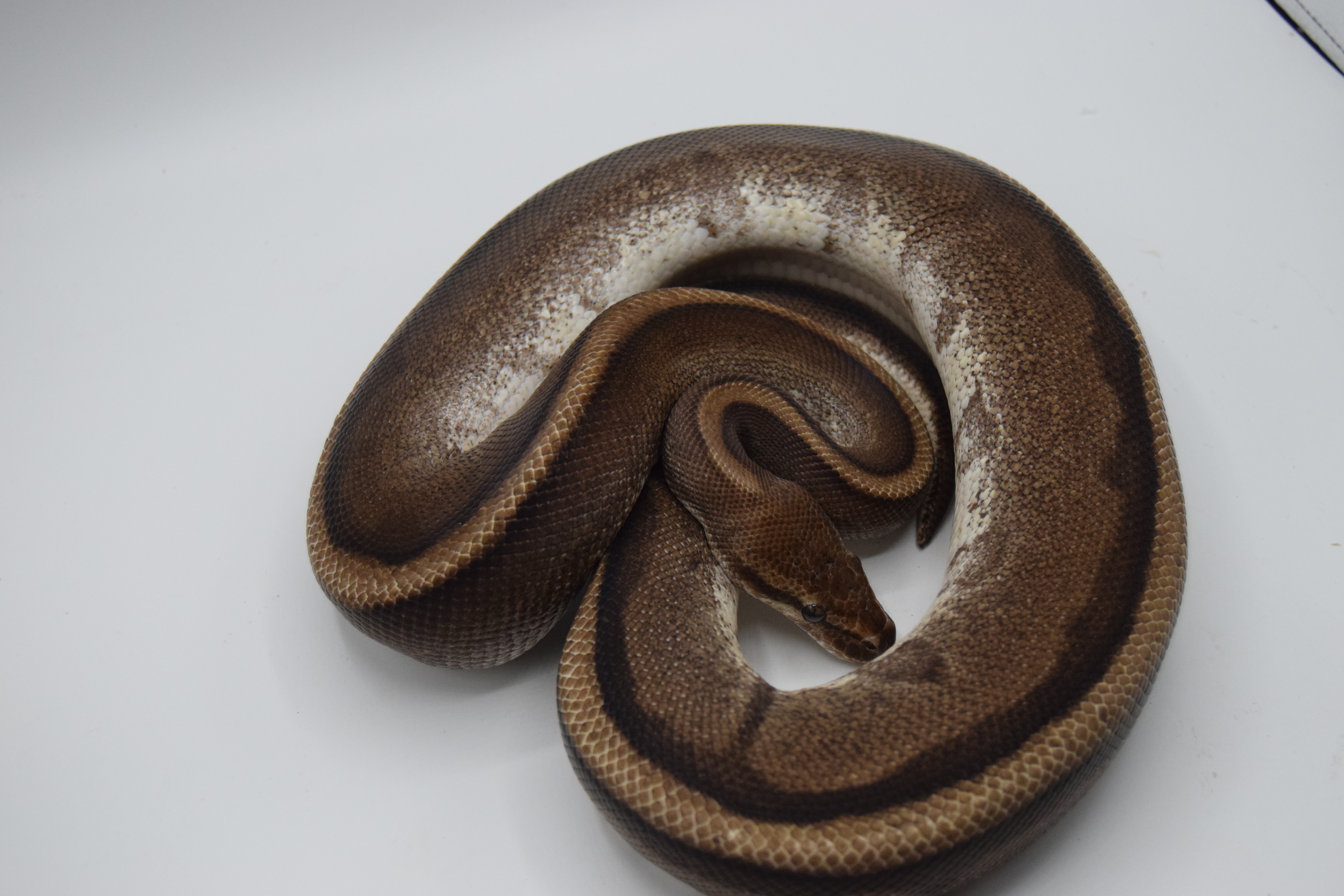 Genetic stripe