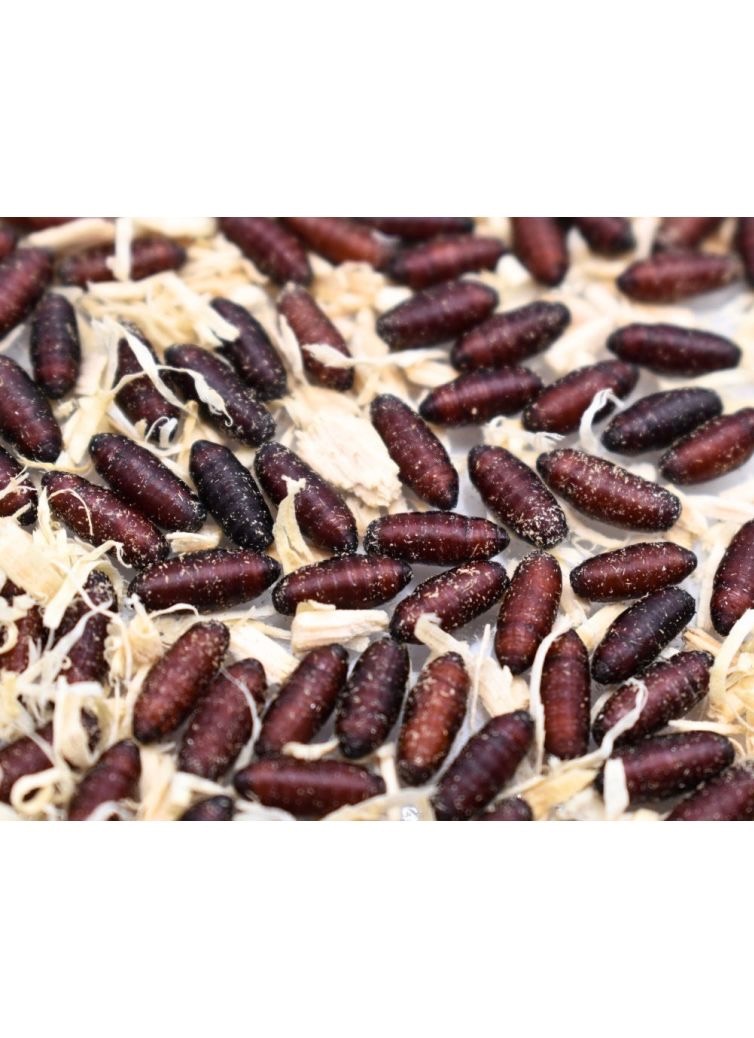 Pupes de mouche Gozzer calliphora vomitoria 30g