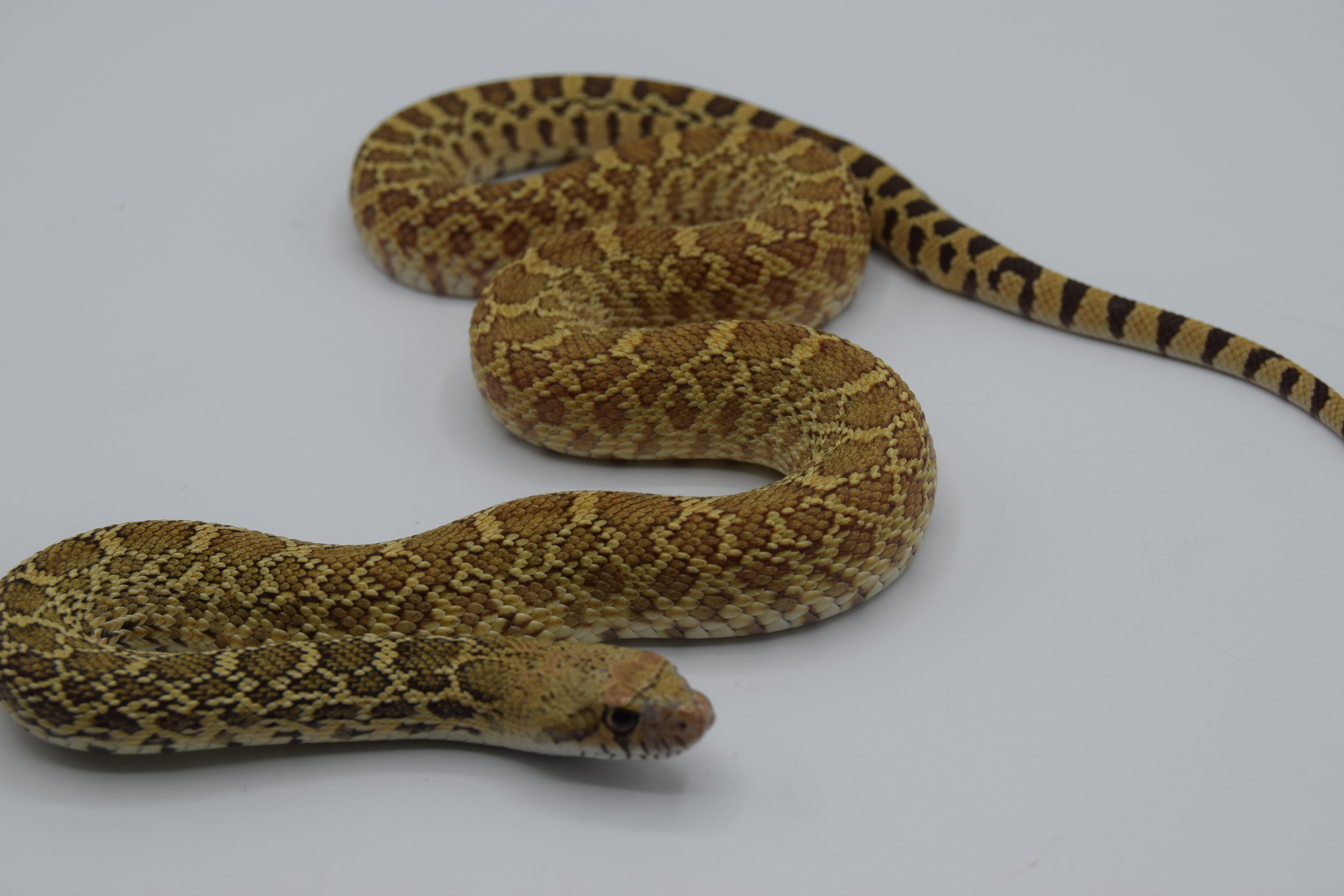 Pituophis catenifer sayi hypo 66% het albinos