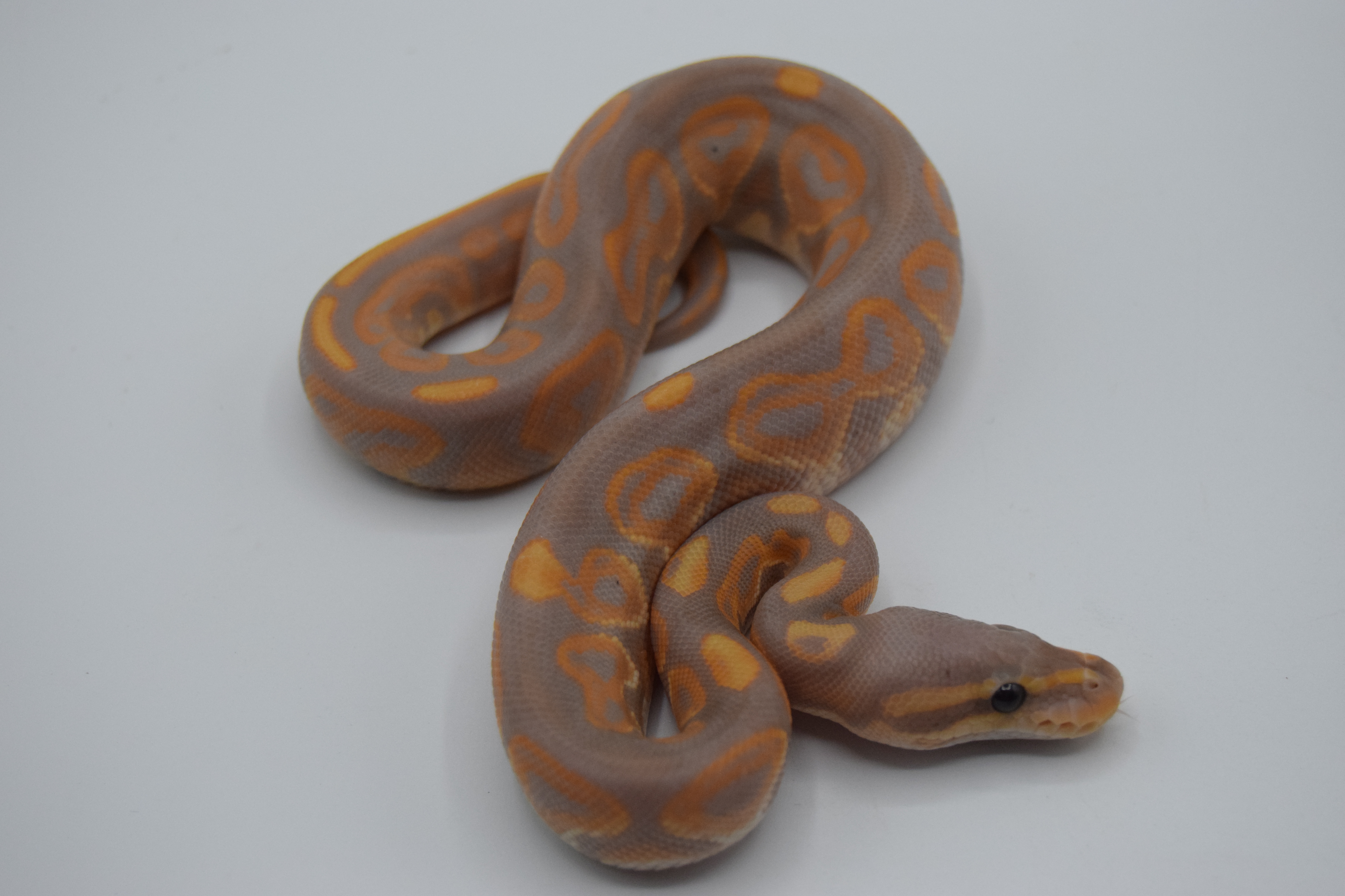 Banana black pastel