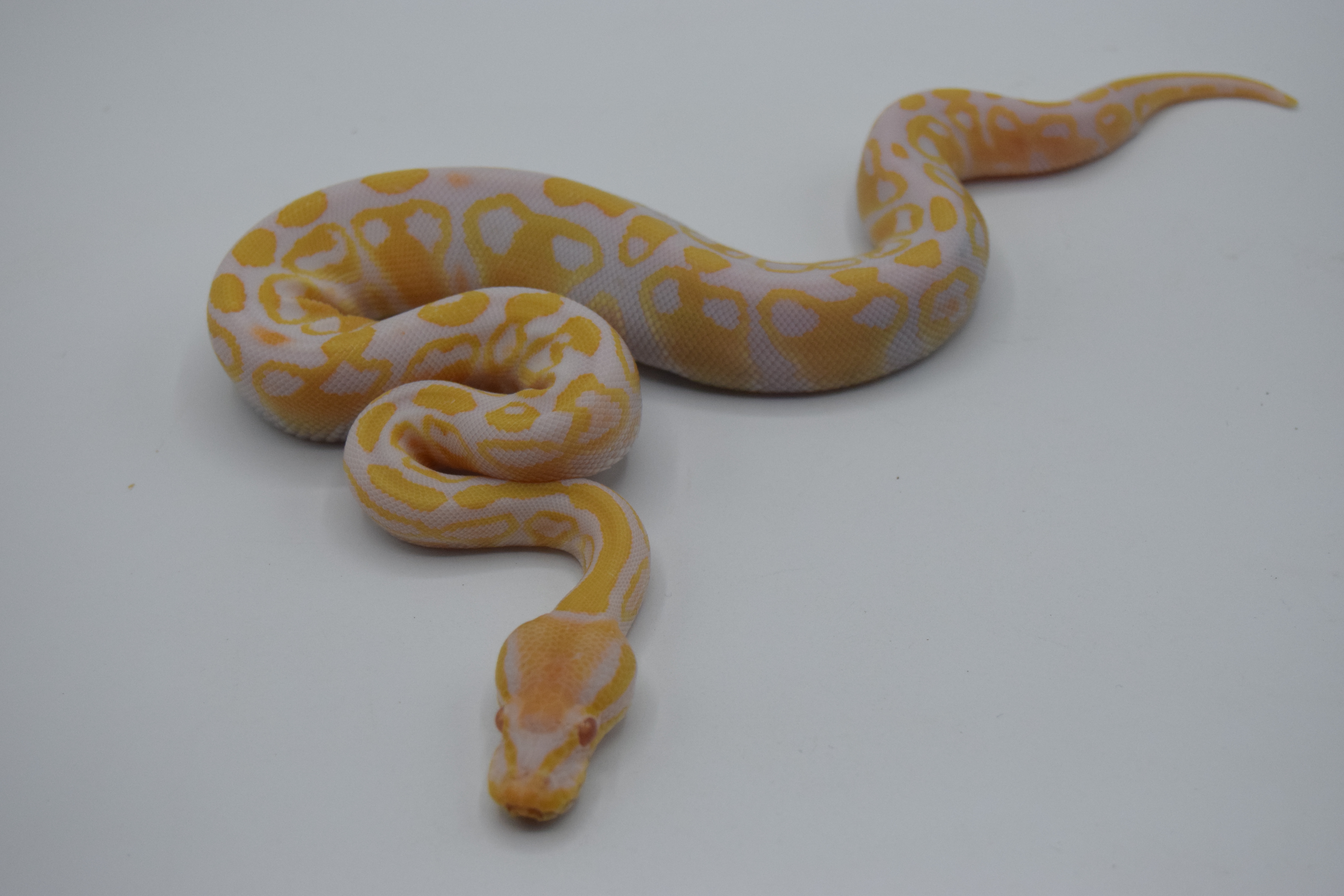 Albinos 66% het clown