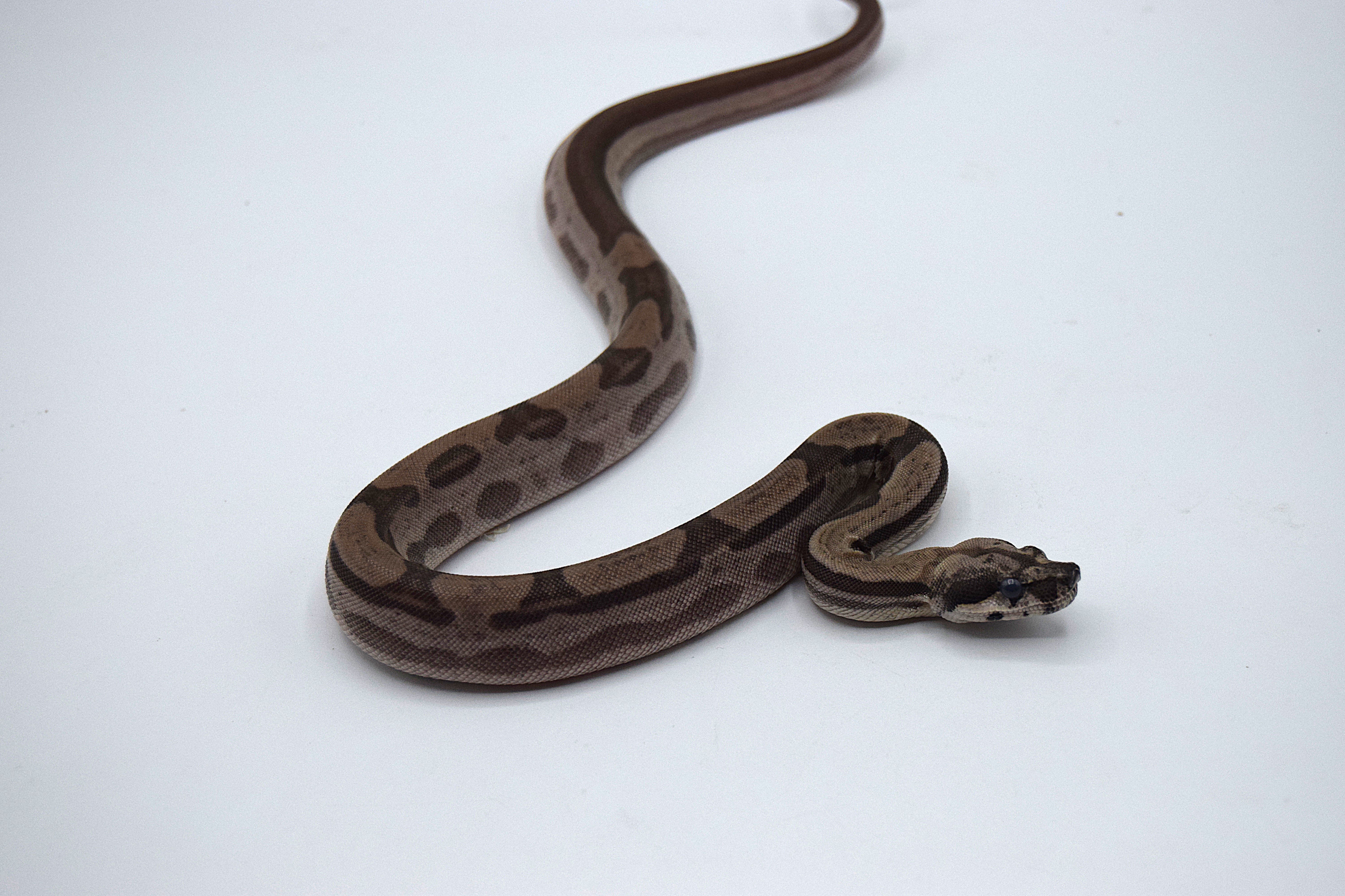 Hypo motley het snow khal 50% het léopard