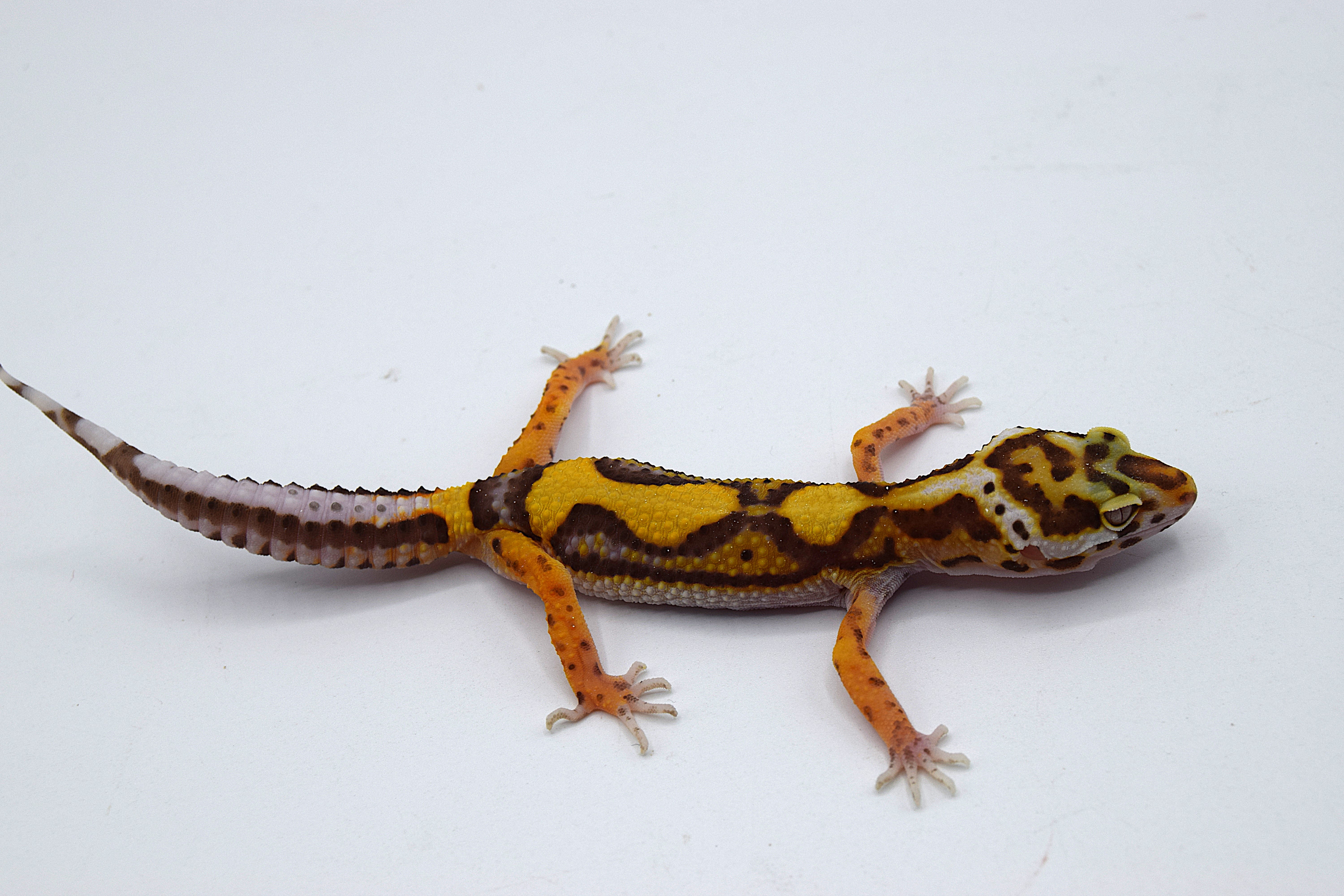 Gecko léopard