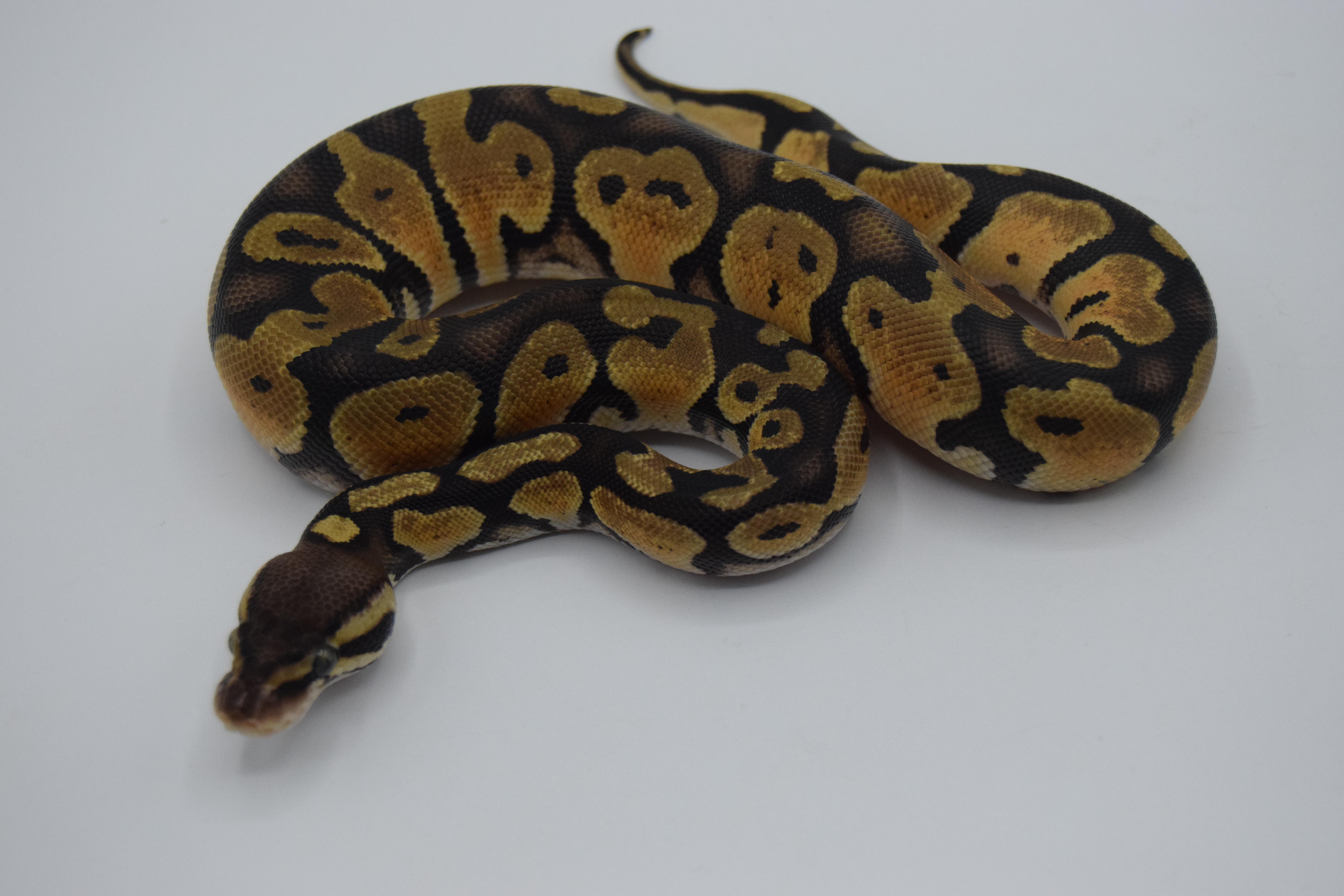 Pastel 66%piebald