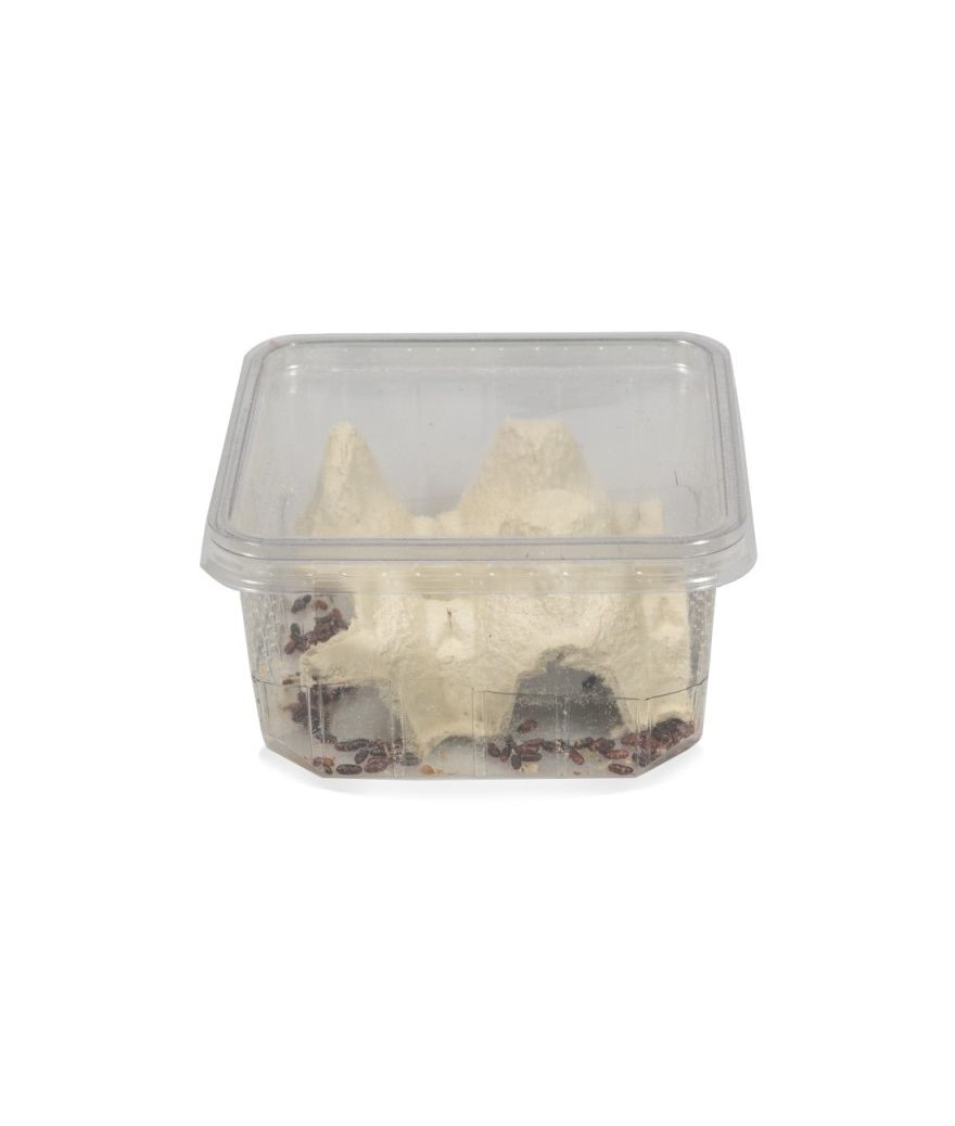 Mouche aptères ne vole pas boîte de 0.5l