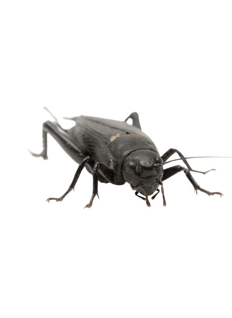 Grillons noirs   Gryllus bimaculatus  