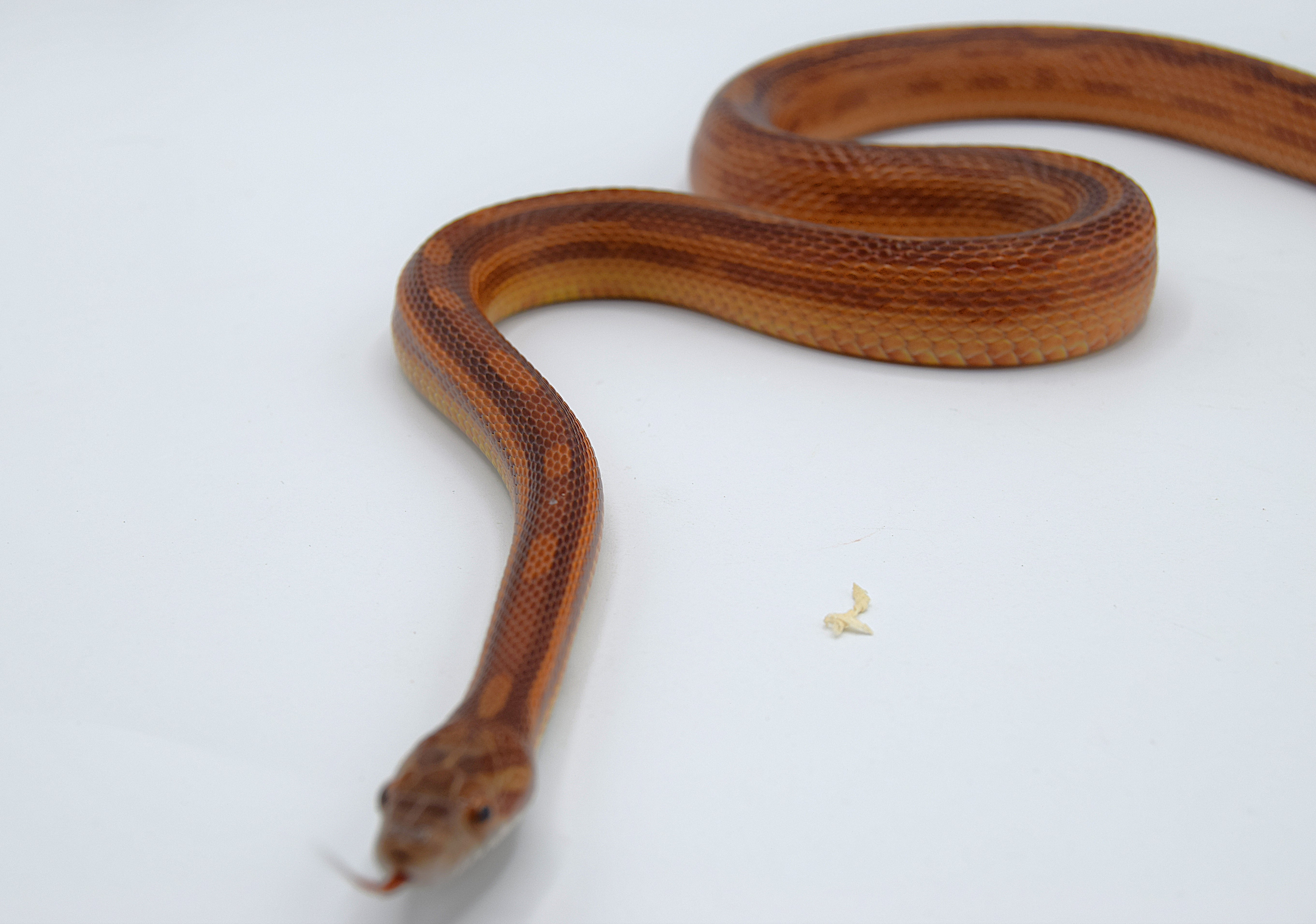 Pinstripe het scaleless
