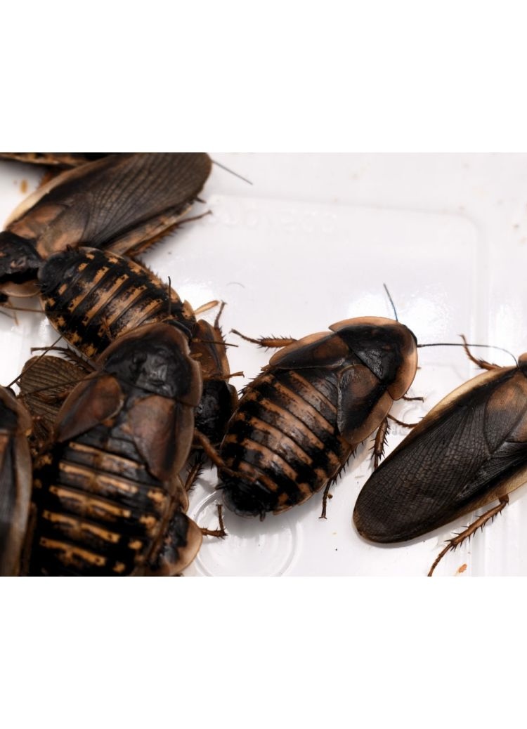  Blattes Dubia adultes 1 kg