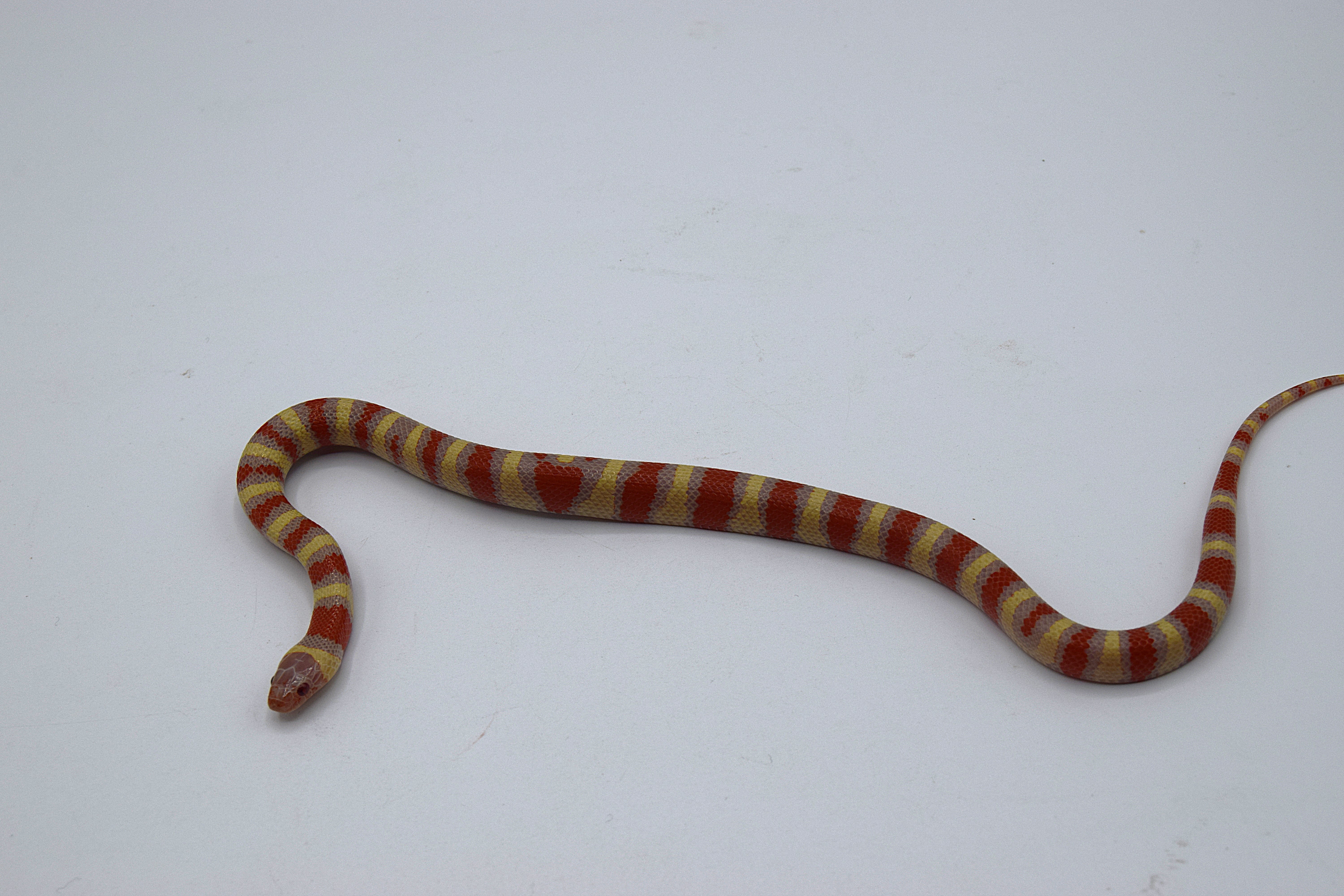 Lampropeltis ruthveni albinos