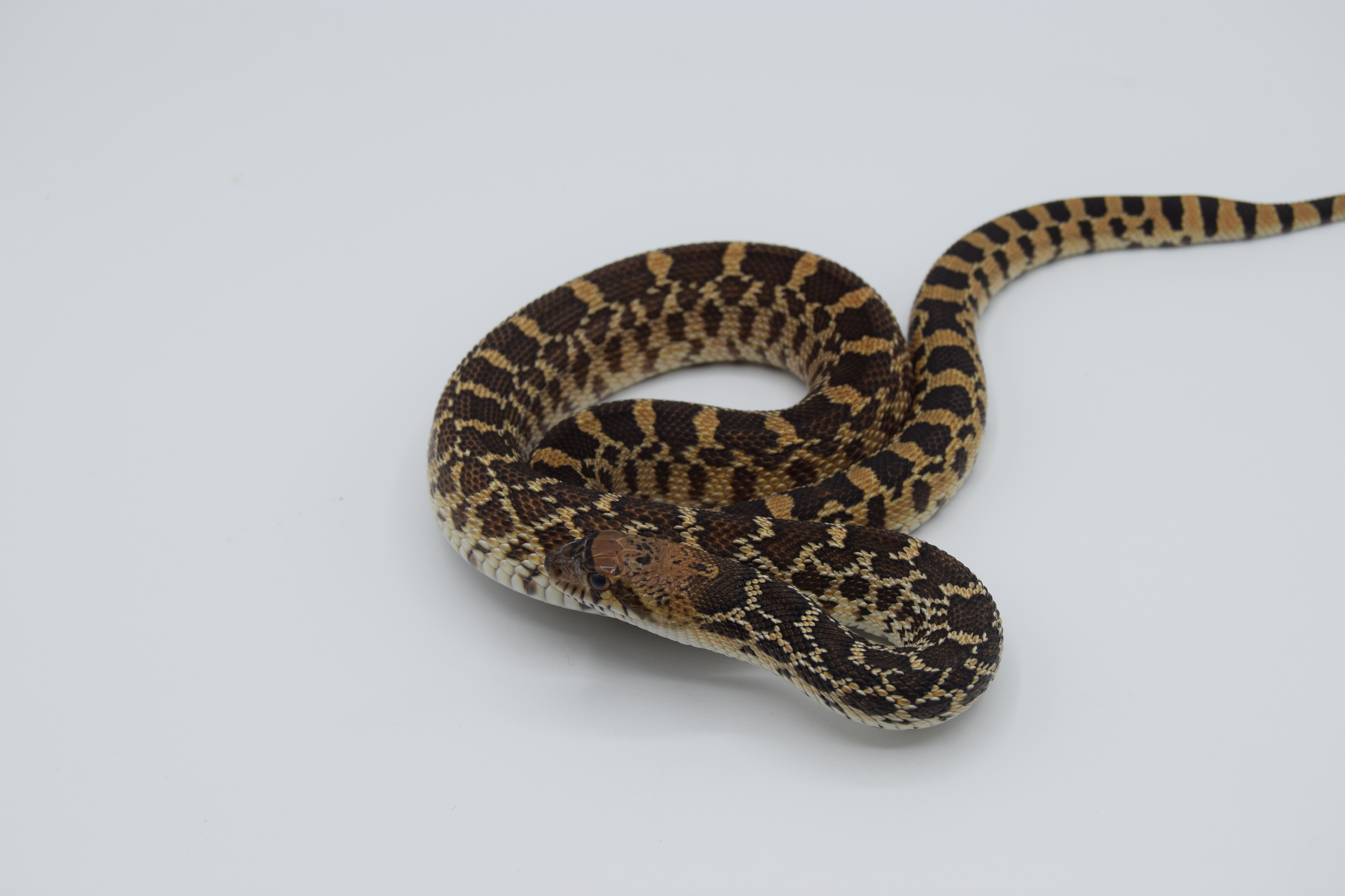 Pituophis catenifer sayi het hypo 66% het albinos