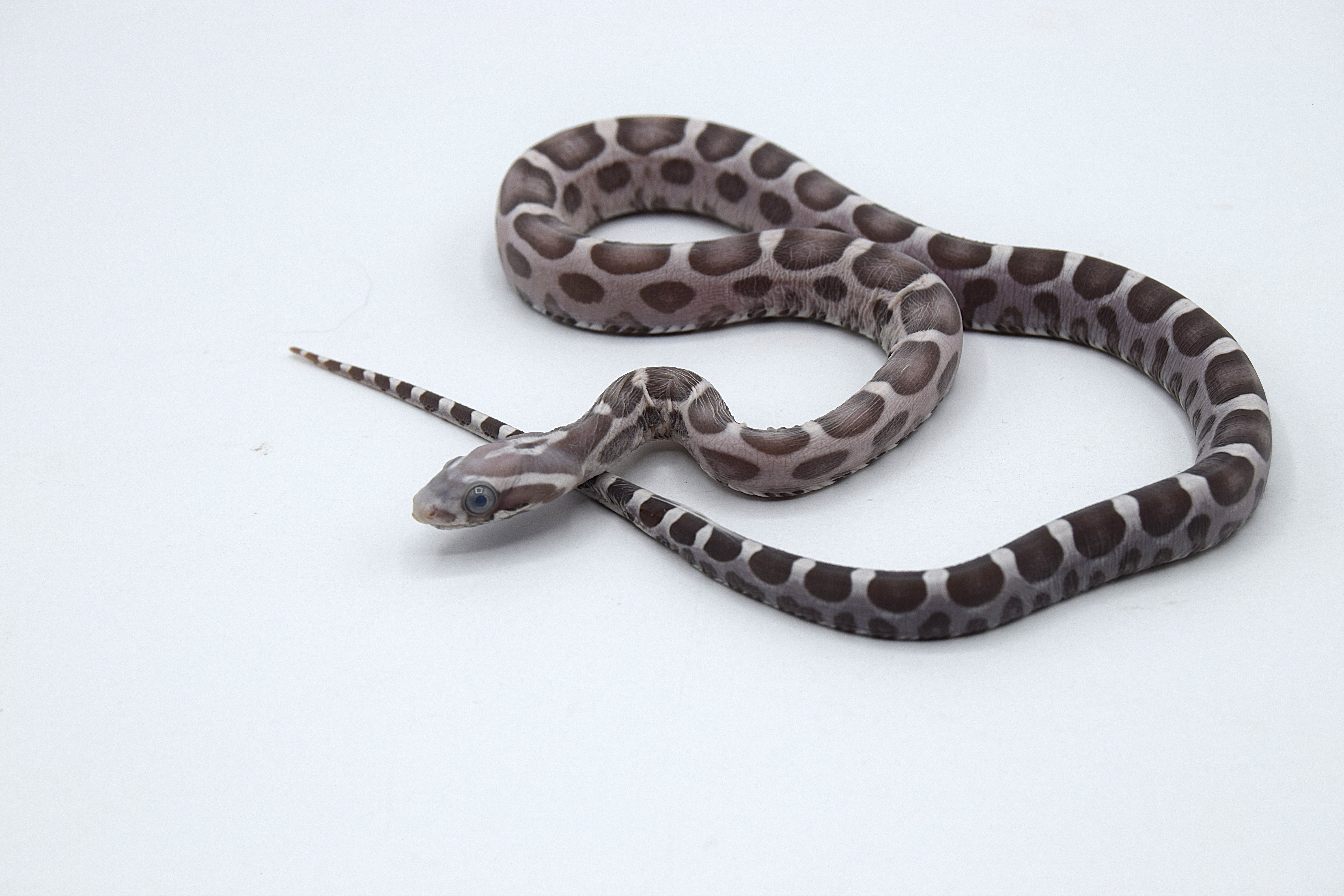 Anery scaleless het amela ph stripe