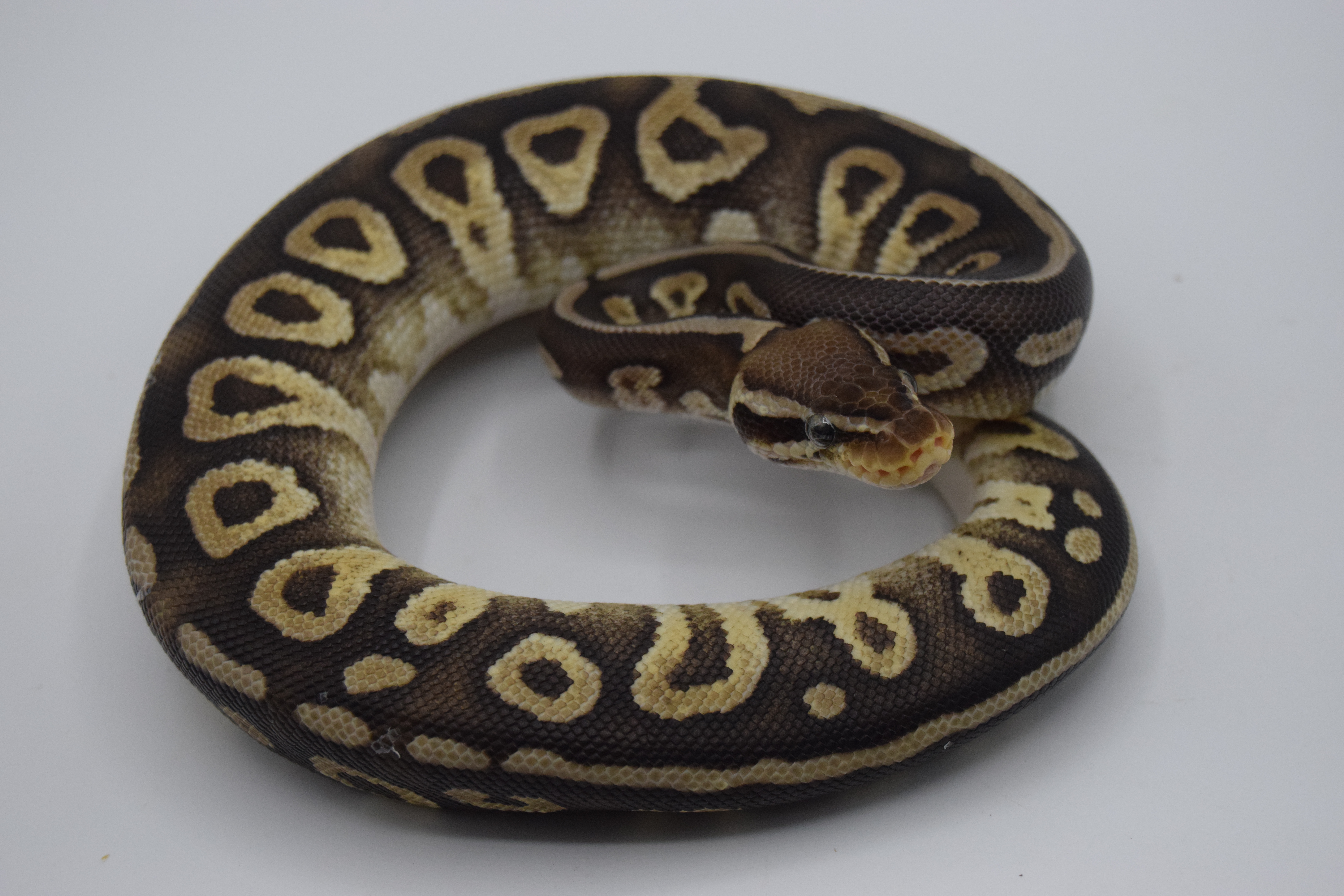 Pastave chocolate 50% het hypo