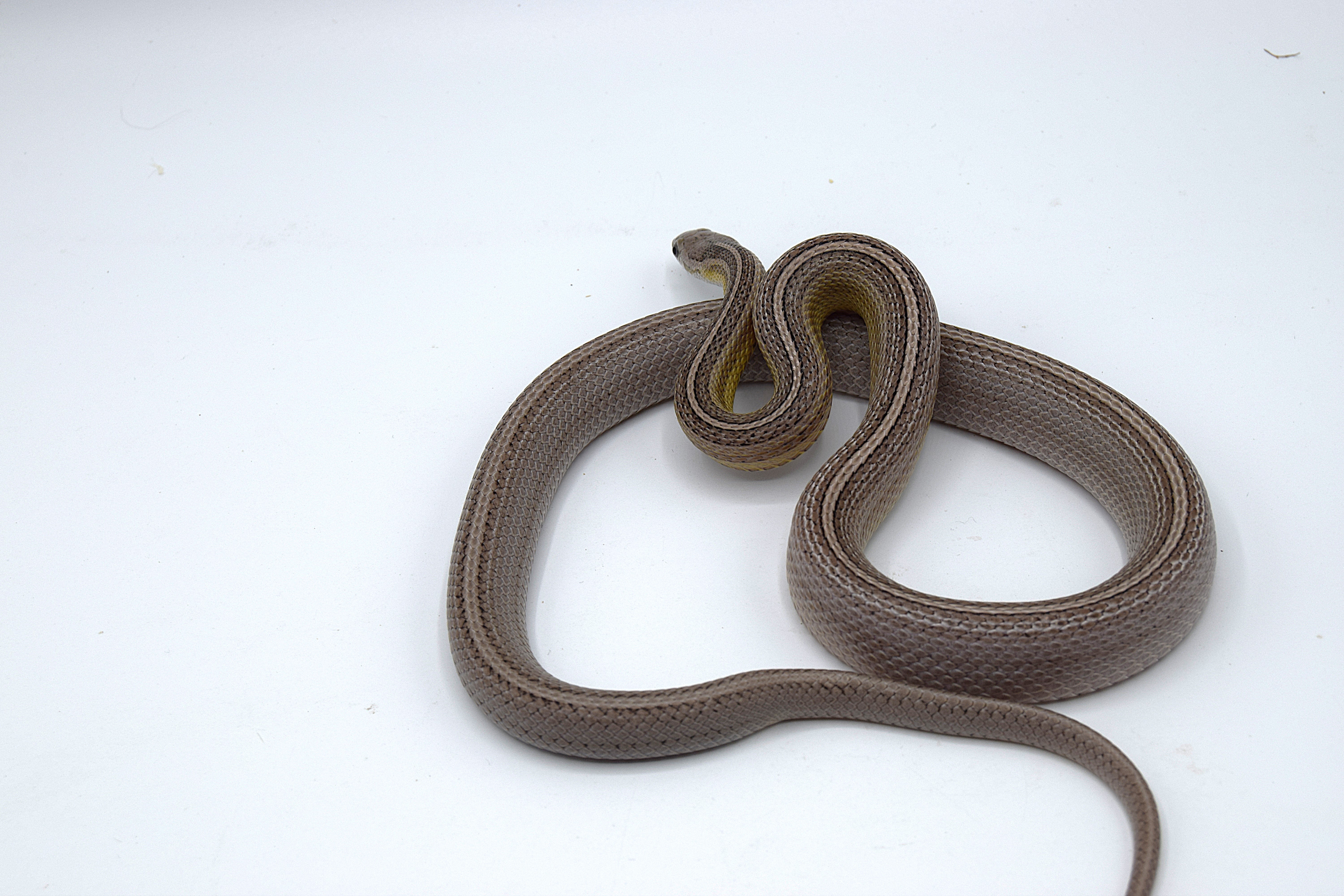 Anery pinstripe het scaleless