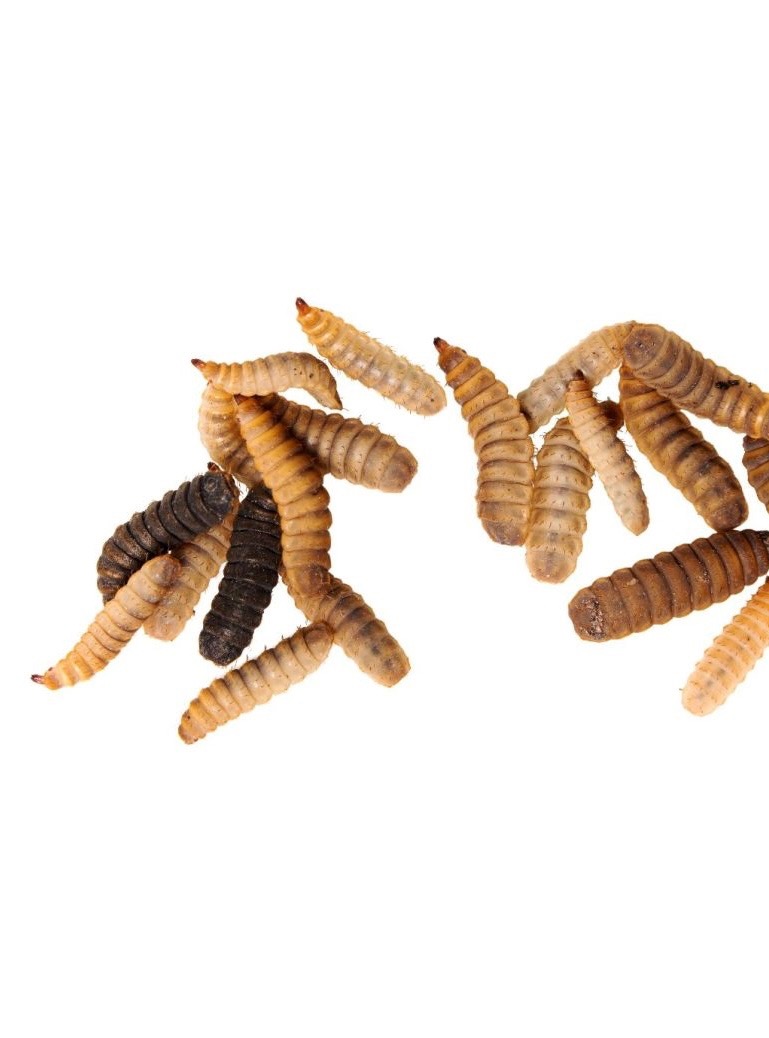 Vers à calcium - Hermetia illucens boîte de 50g