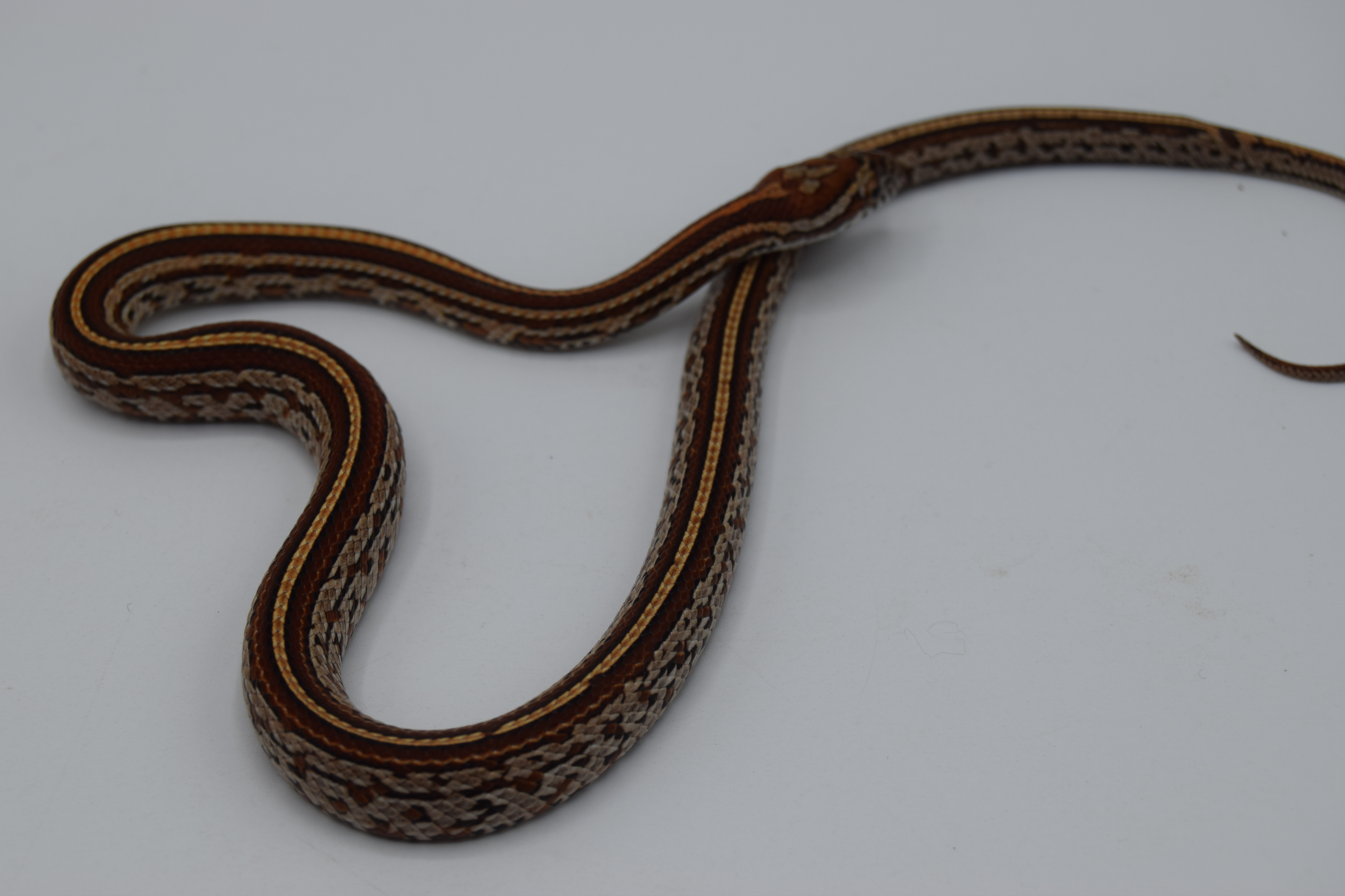 Tessera  het amela scaleless