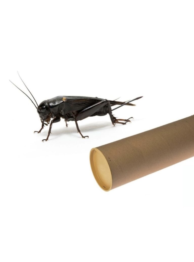 Grillons noirs   Gryllus bimaculatus  Tube