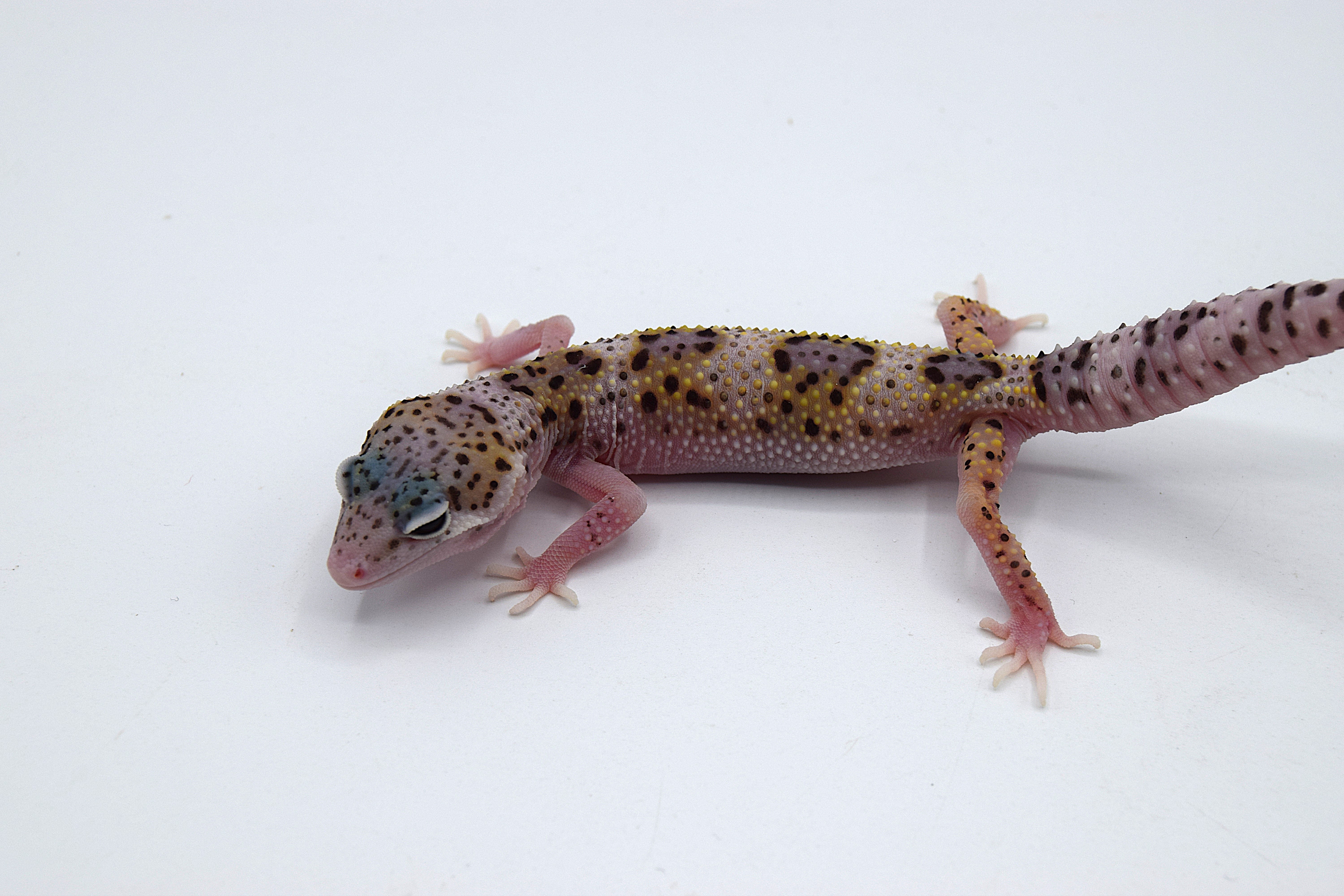 Gecko léopard