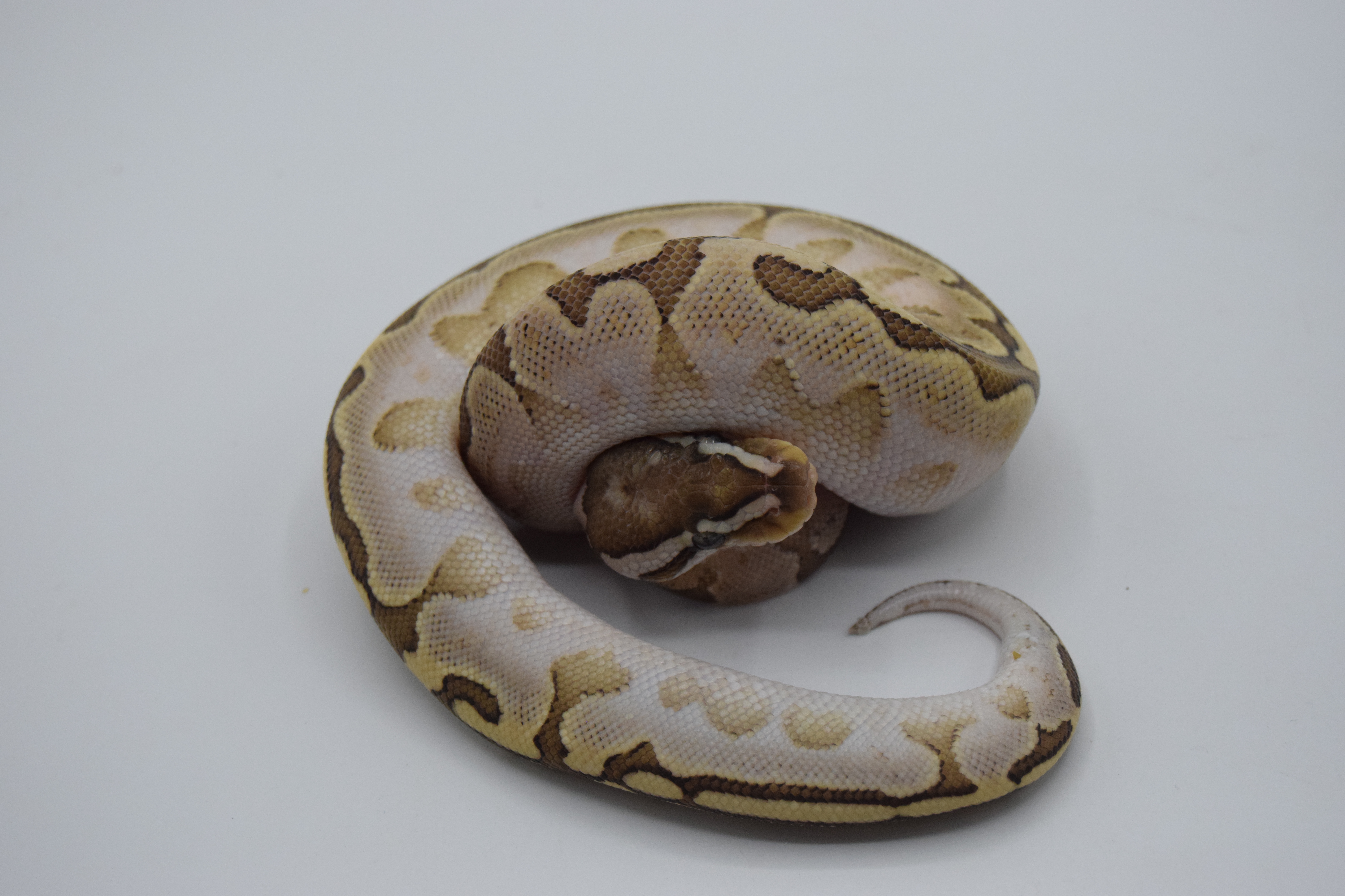 Bamboo yellow belly/gravel