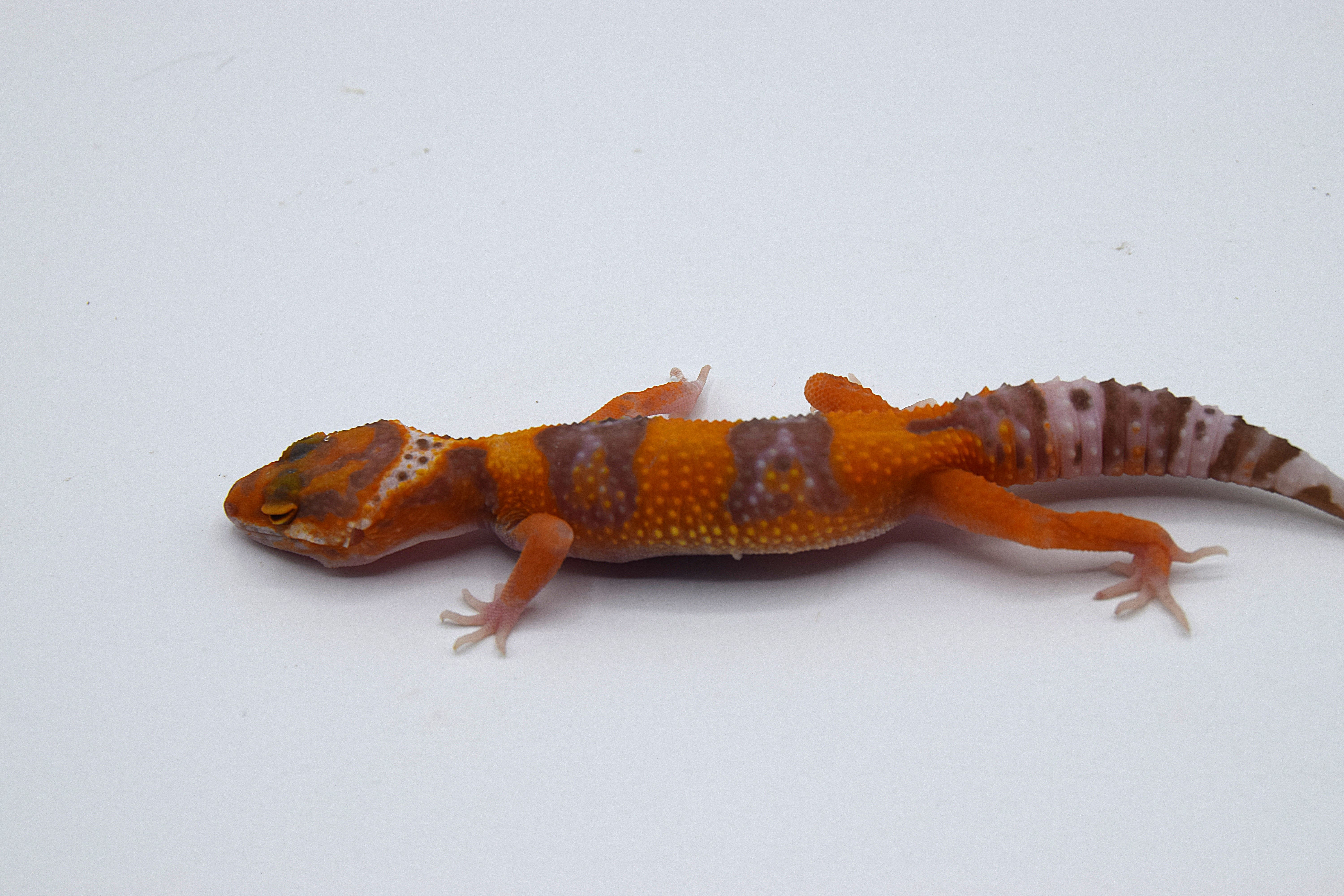 Gecko léopard