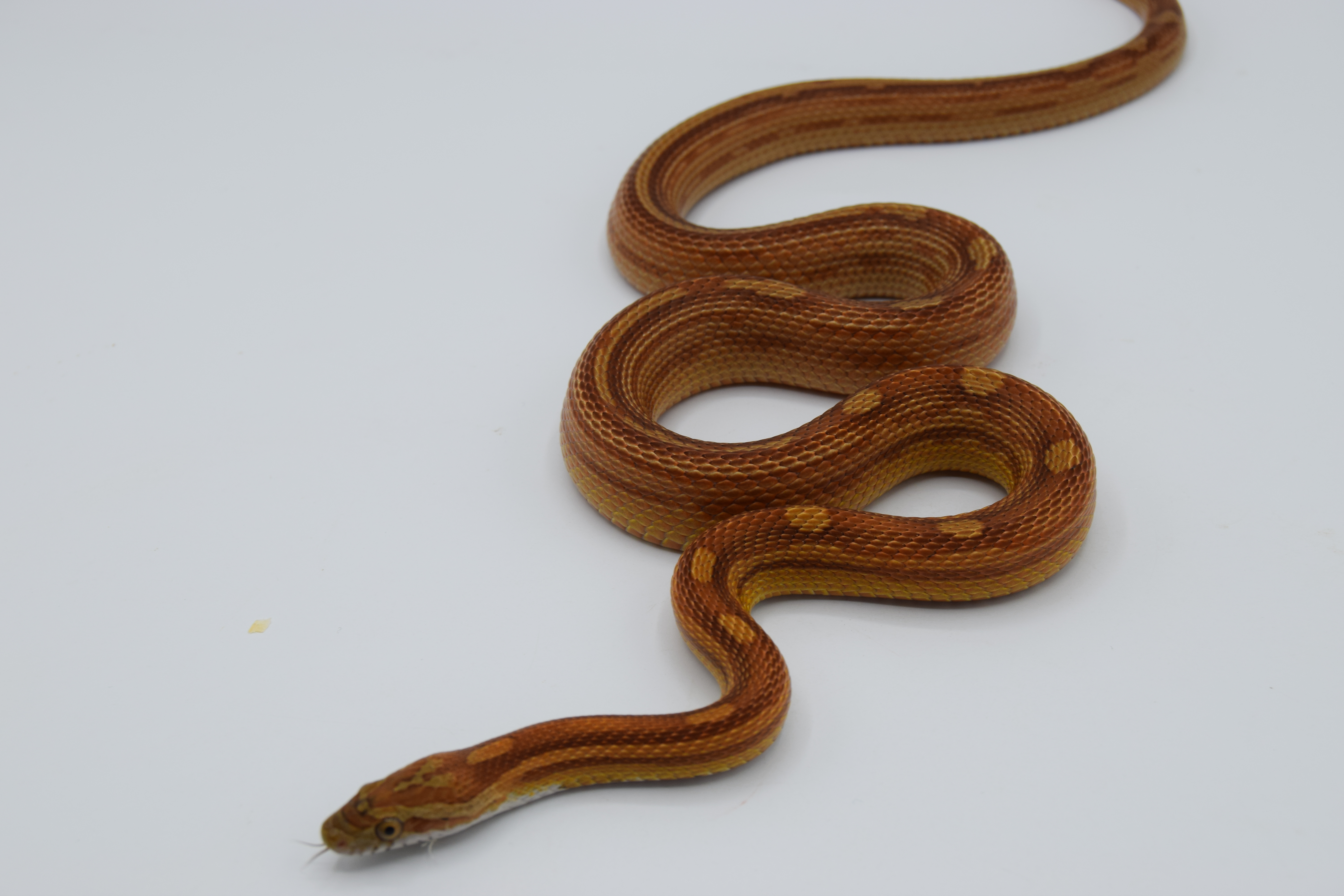 Motley het scaleless