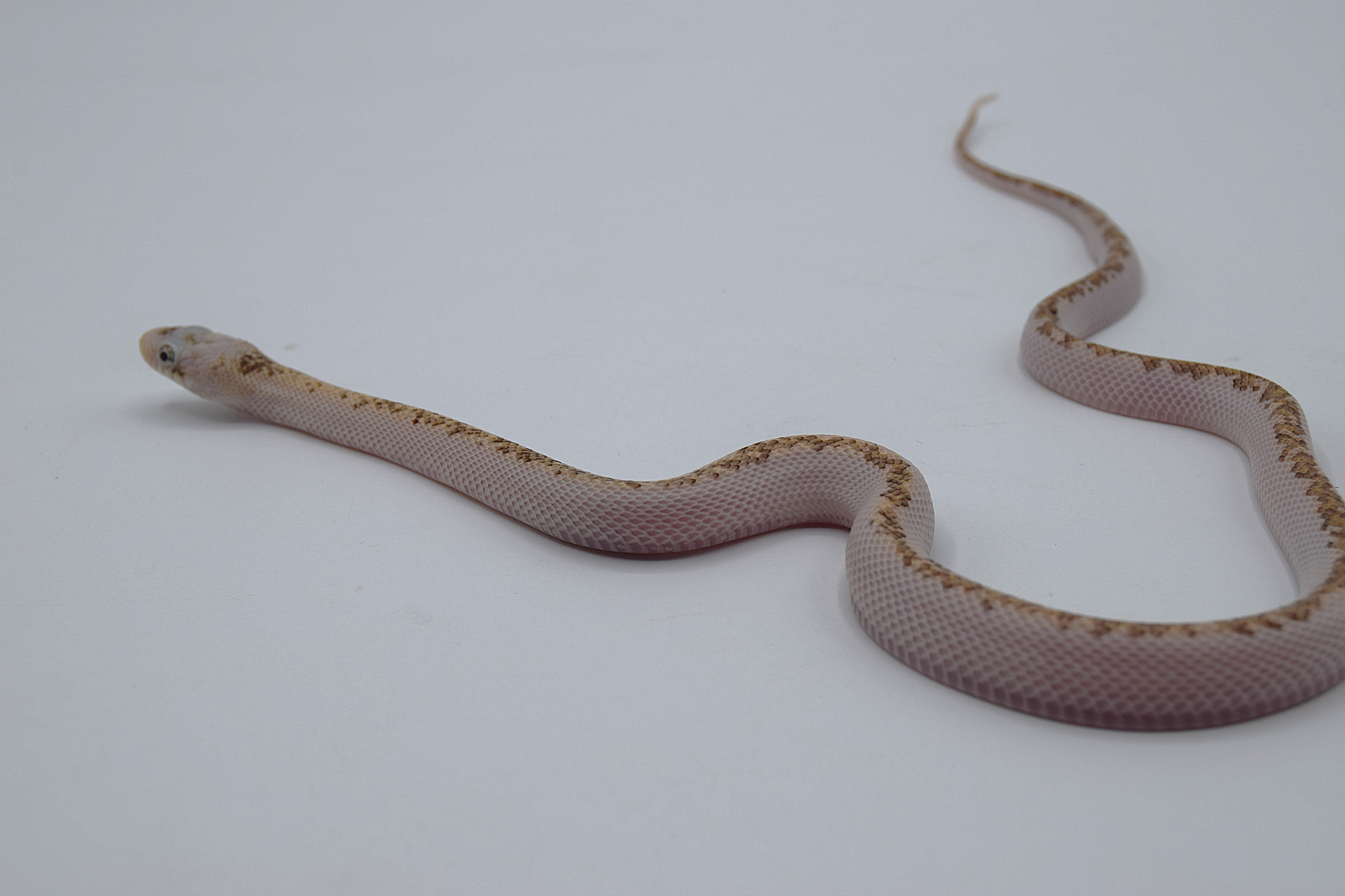 licorice het albinos