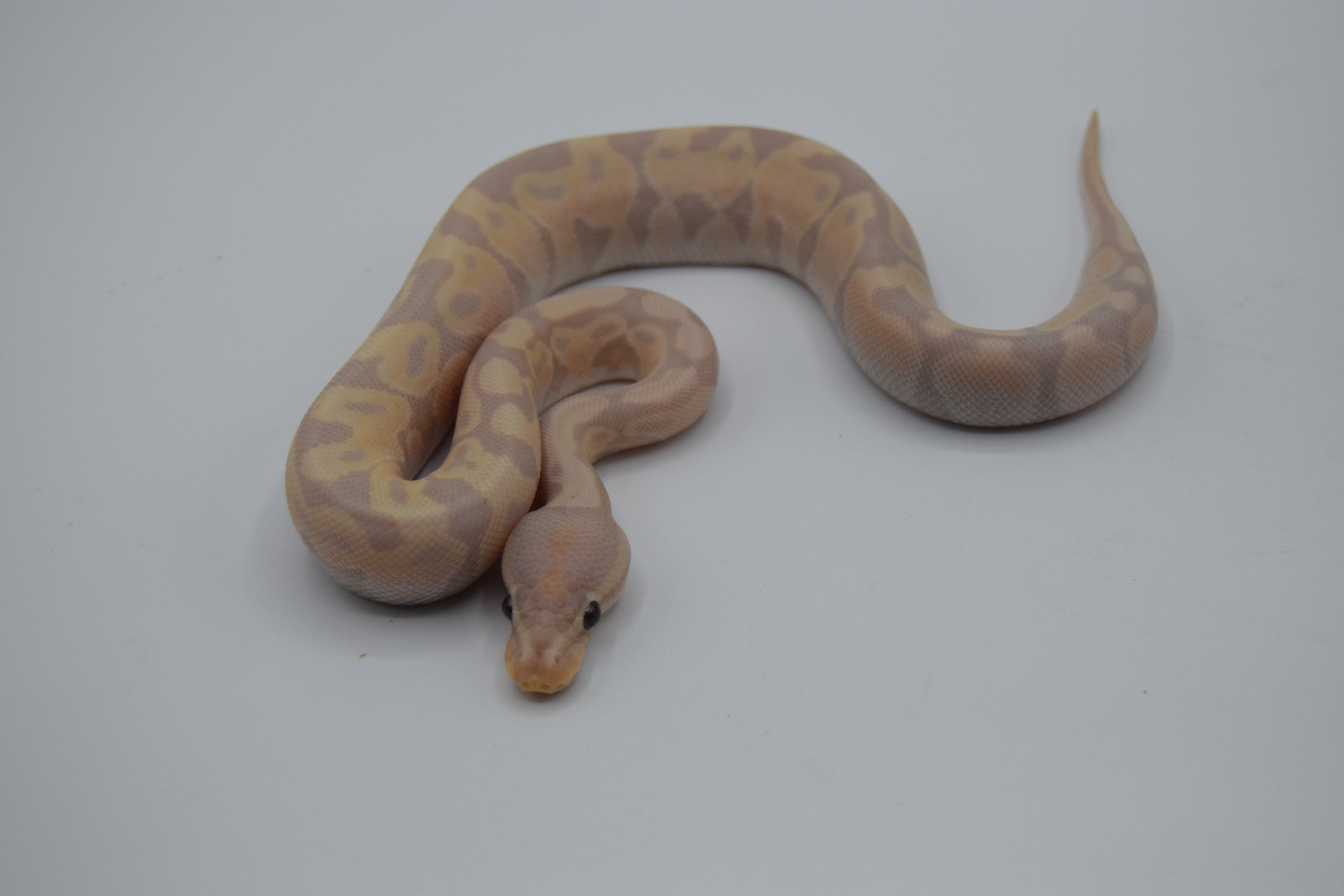 Banana 66% het piebald