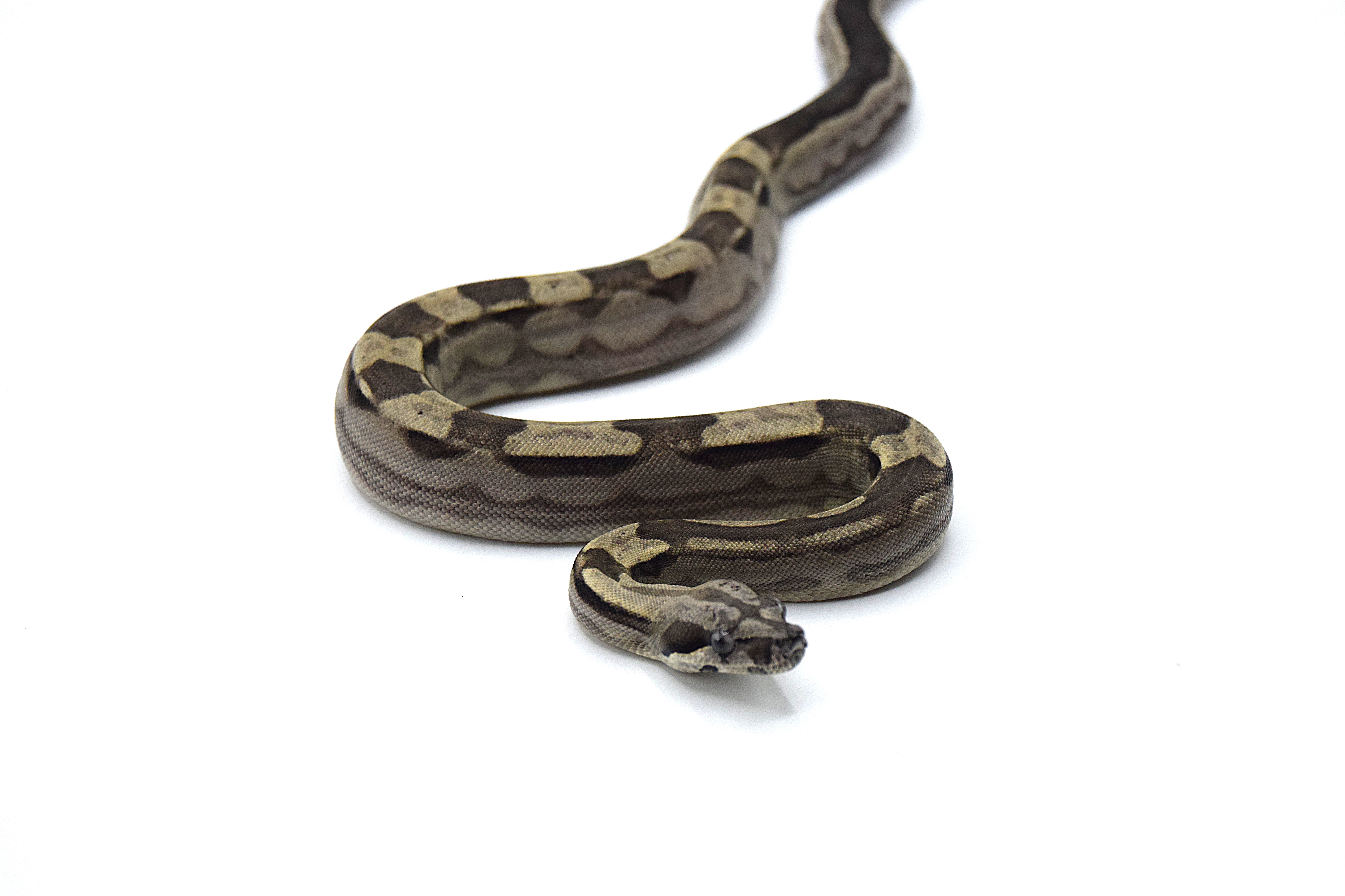 Anery motlley het albinos khal