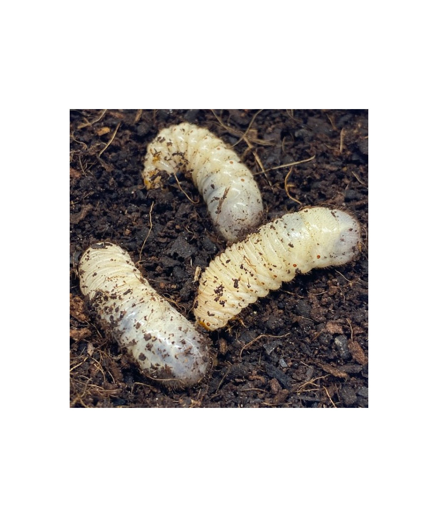 Larves Dollas boîte de 10