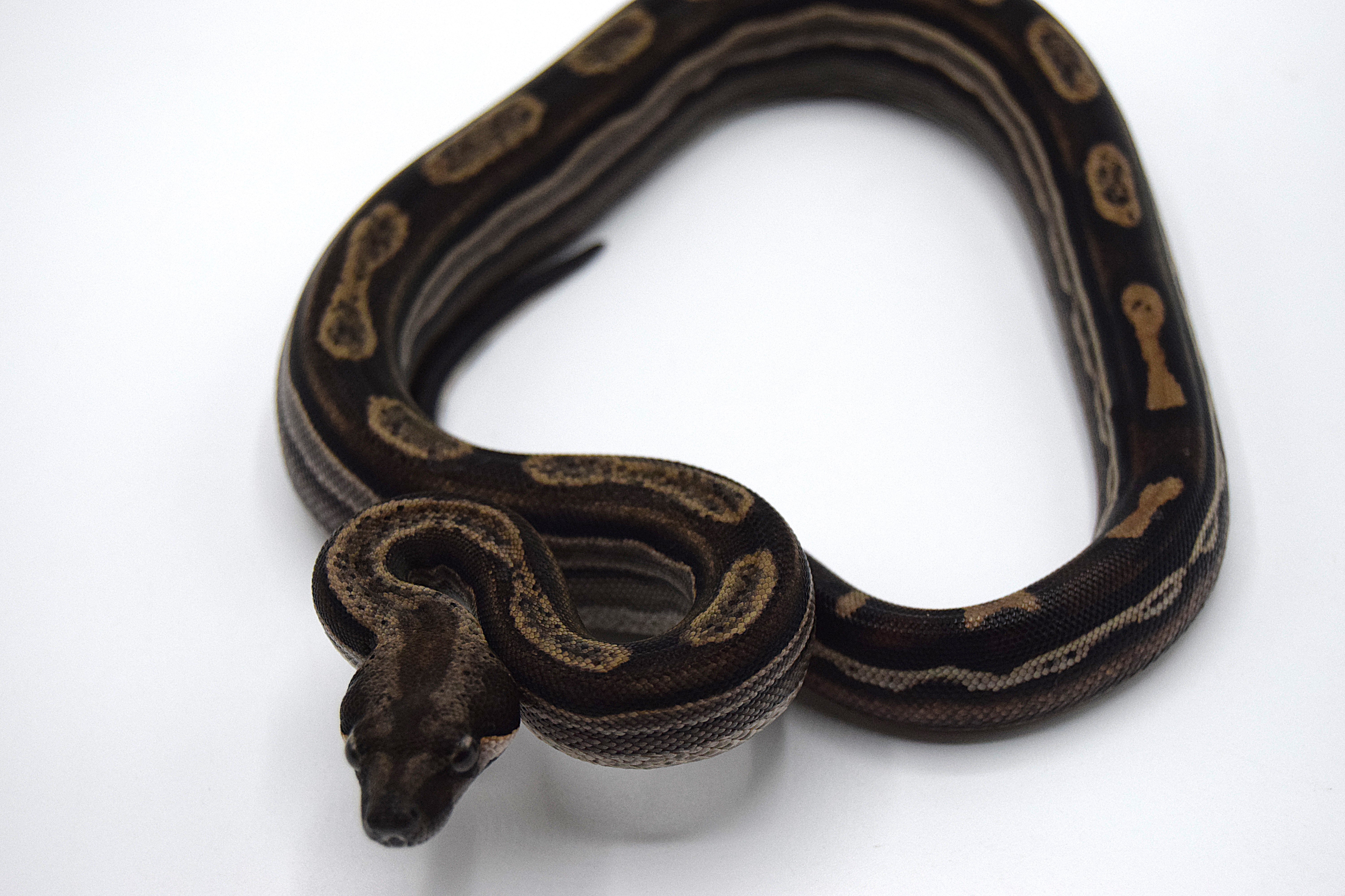 Anery motley het leopard 