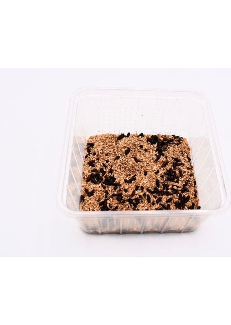 Pupes de mouche pinkies Lucilia sericata 30g 