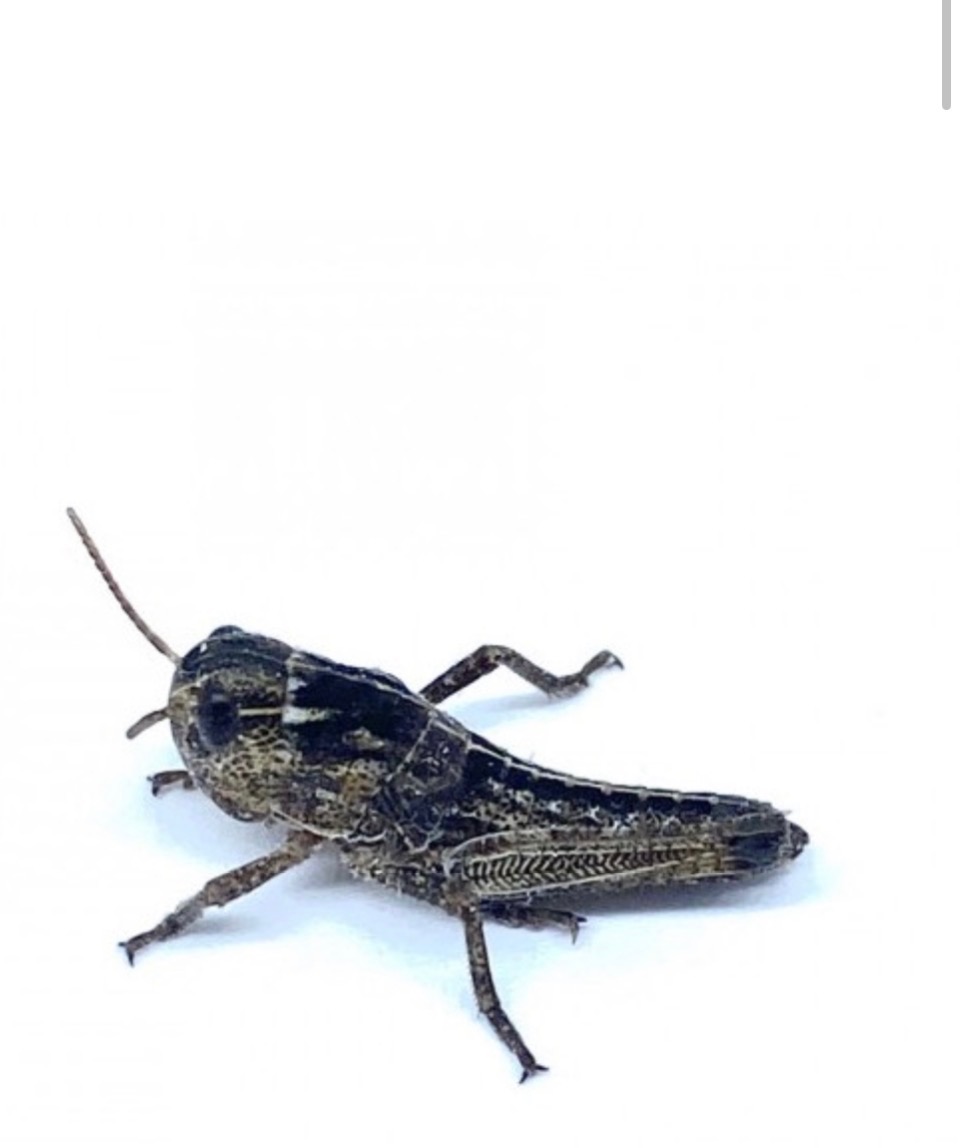 Criquets migrateur-locusta migratoria petits (2 cm) boite de 20