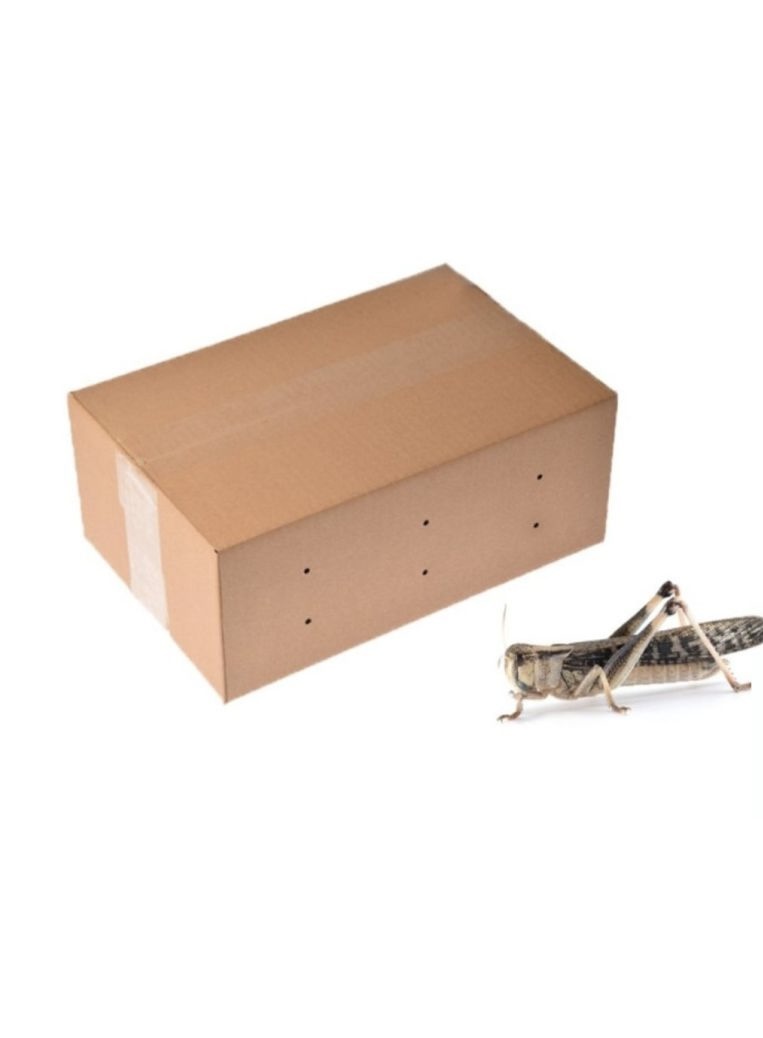 Criquets migrateurs adultes carton 50 pièces