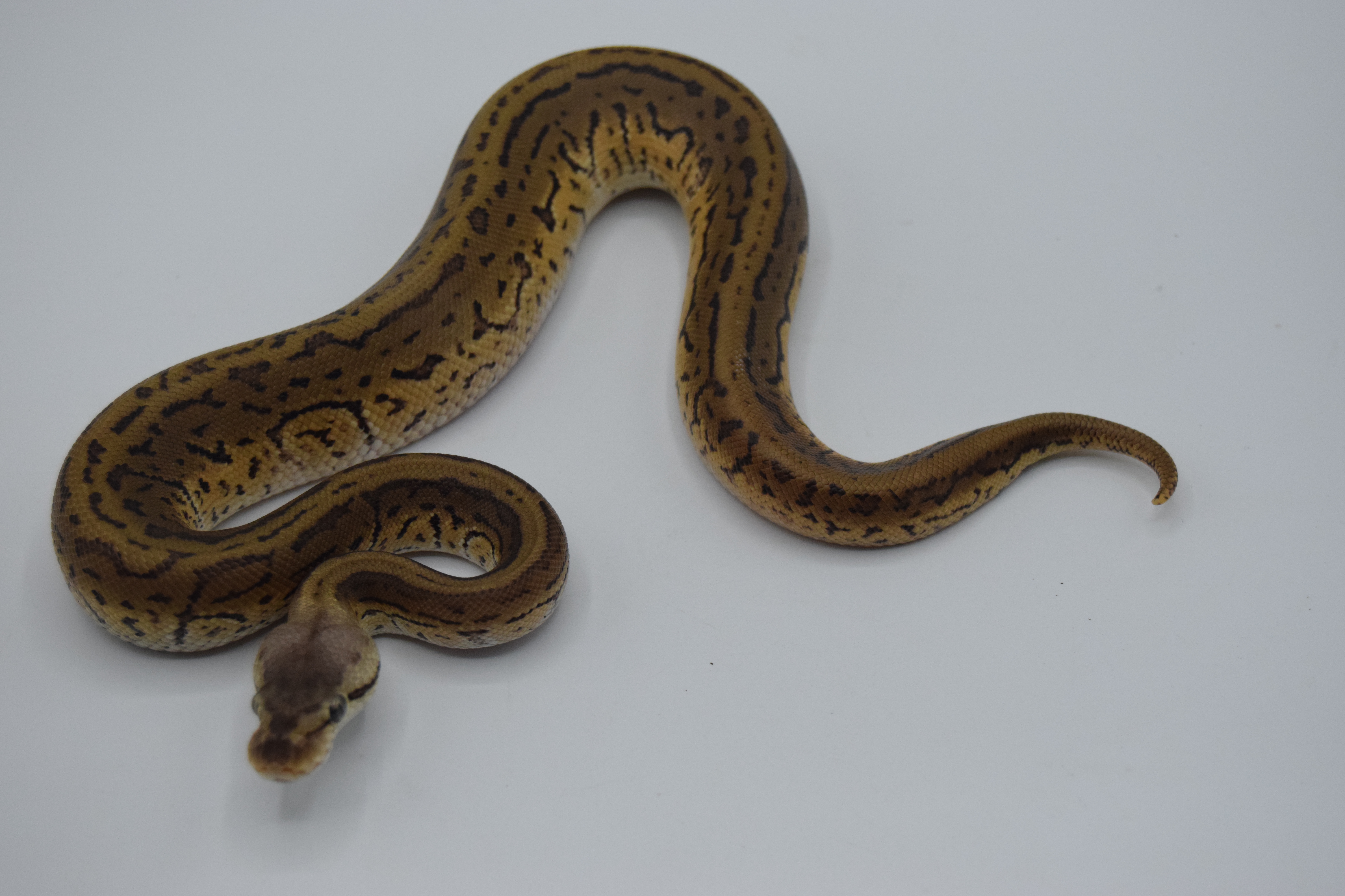 Léopard lemon blast