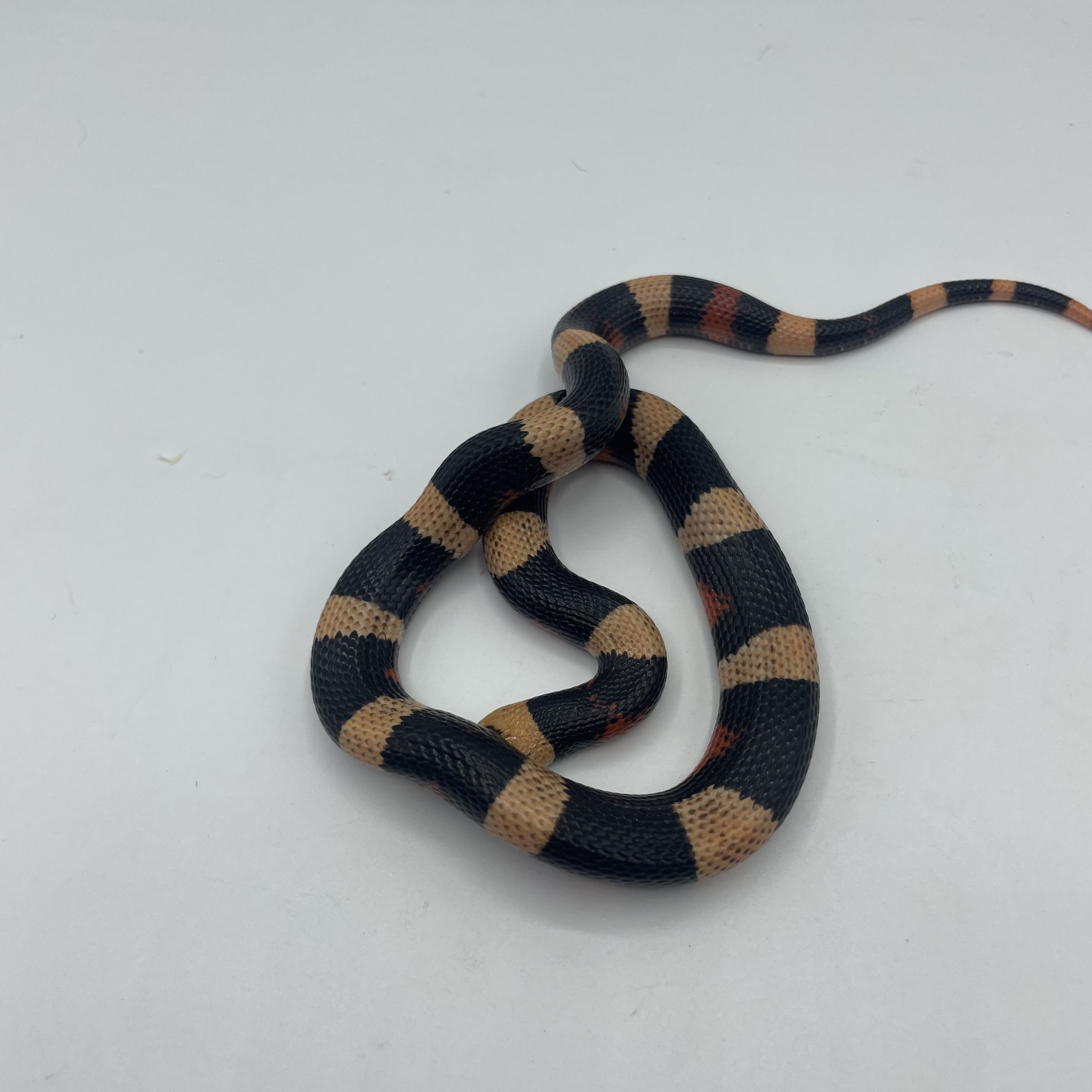 Lampropeltis campbelli Halloween