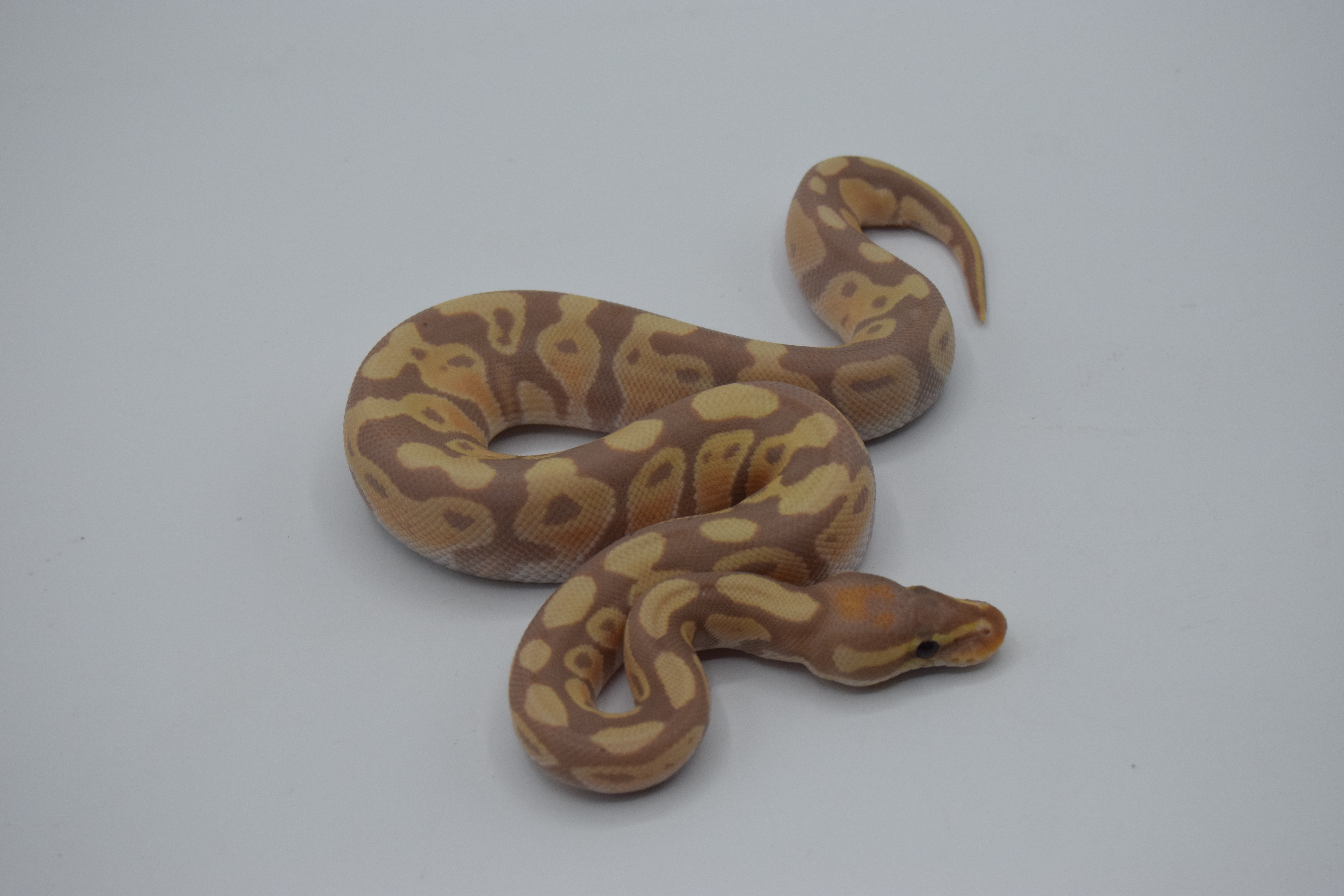 Banana het albinos