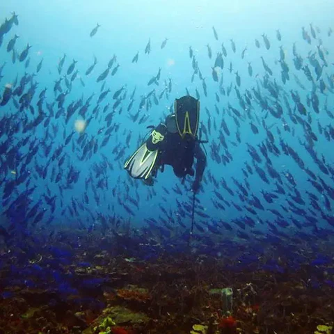 Diving day experience!