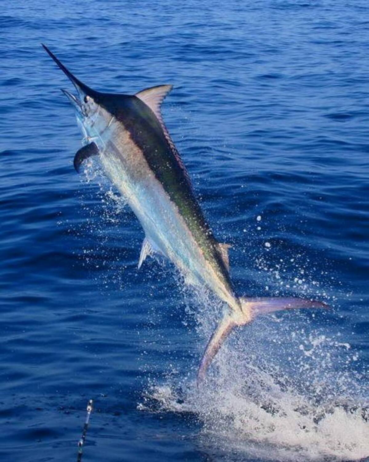 Fishing experience Cartagena