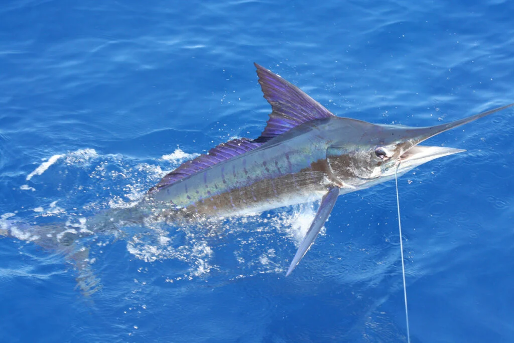 Fishing experience Cartagena