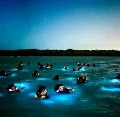 Bioluminescent plankton Experience