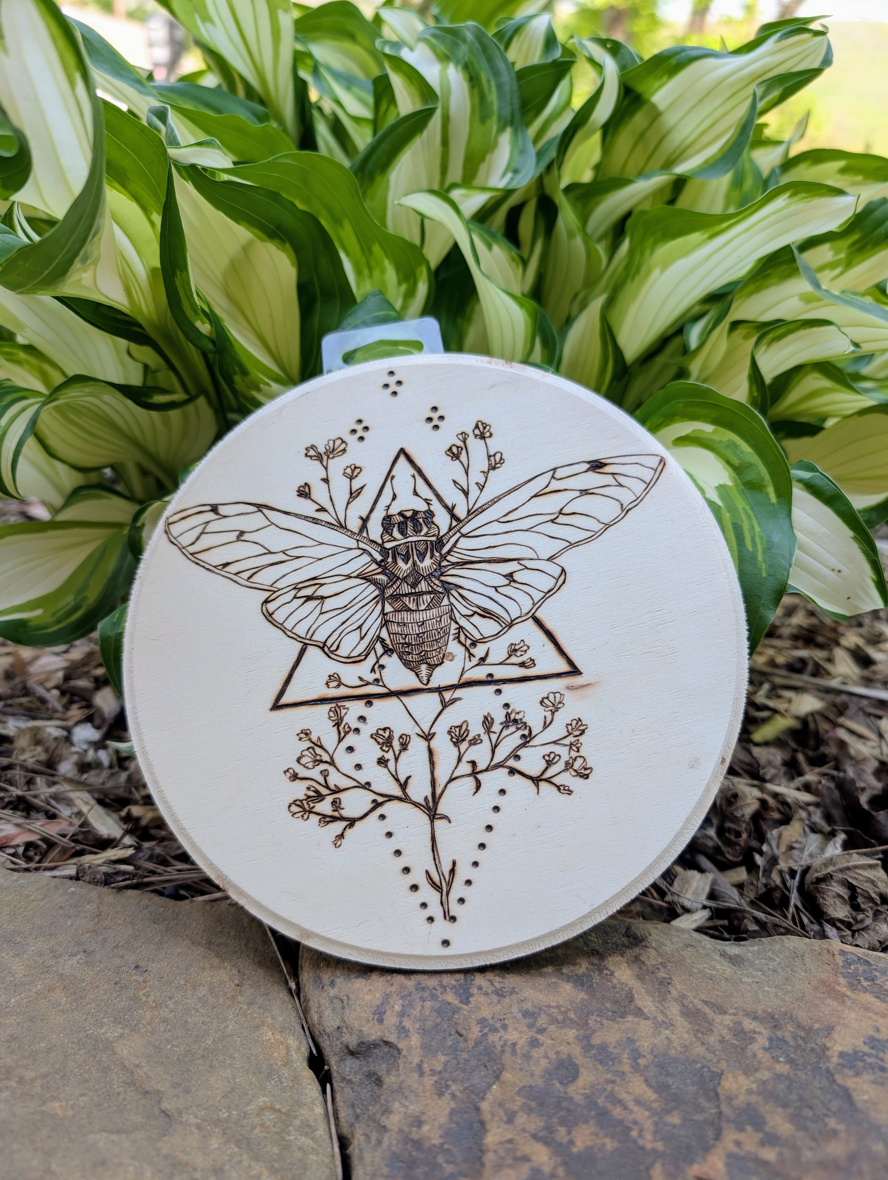 Cicada
