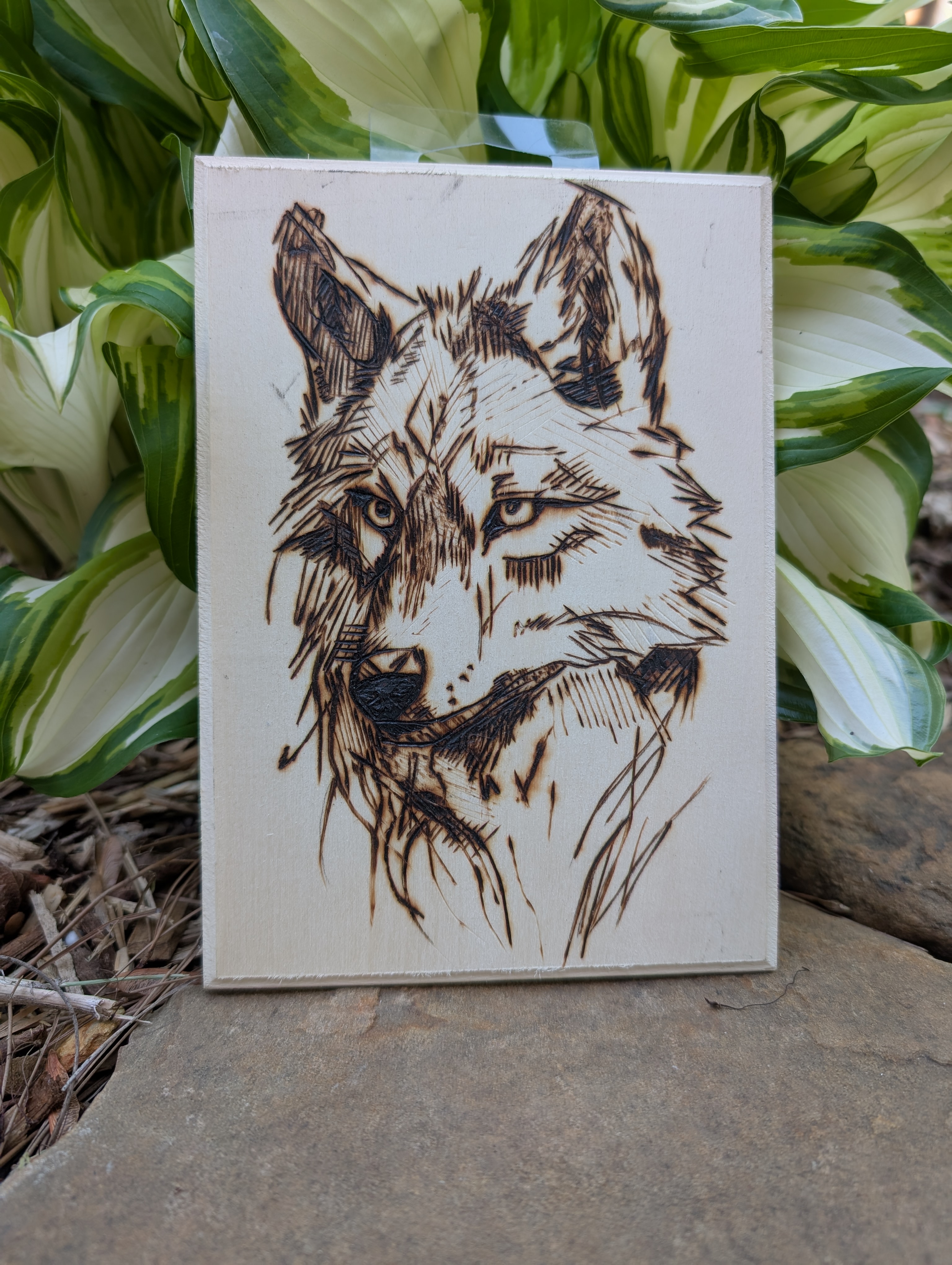 Wolf