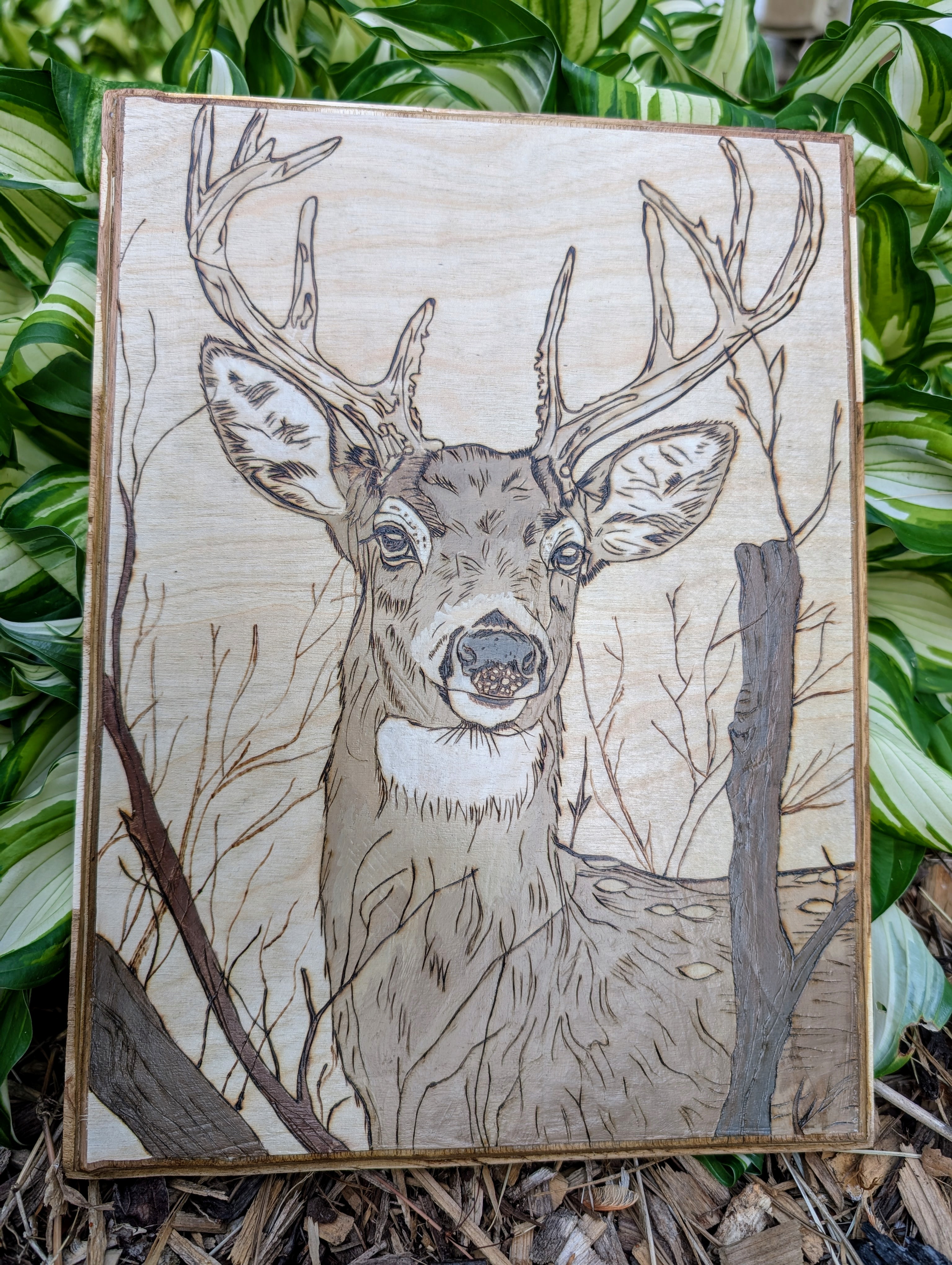 White Tailed Deer 
