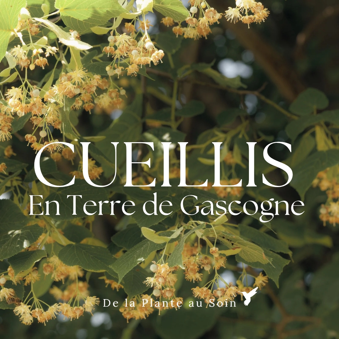 Pampoletta. Trésors de Gascogne 